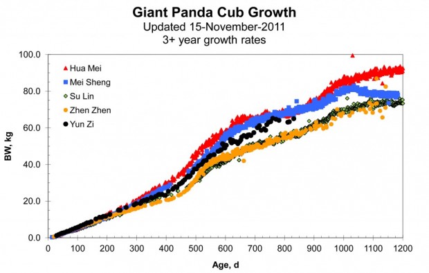 Giant Panda Population Chart