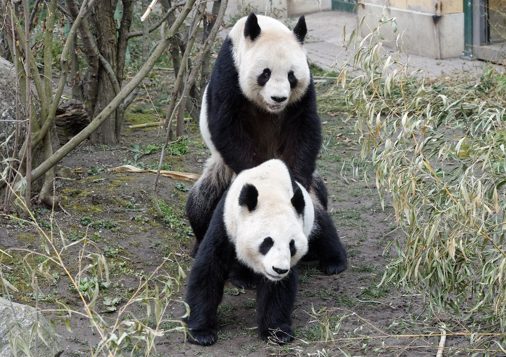 Panda Schönbrunn