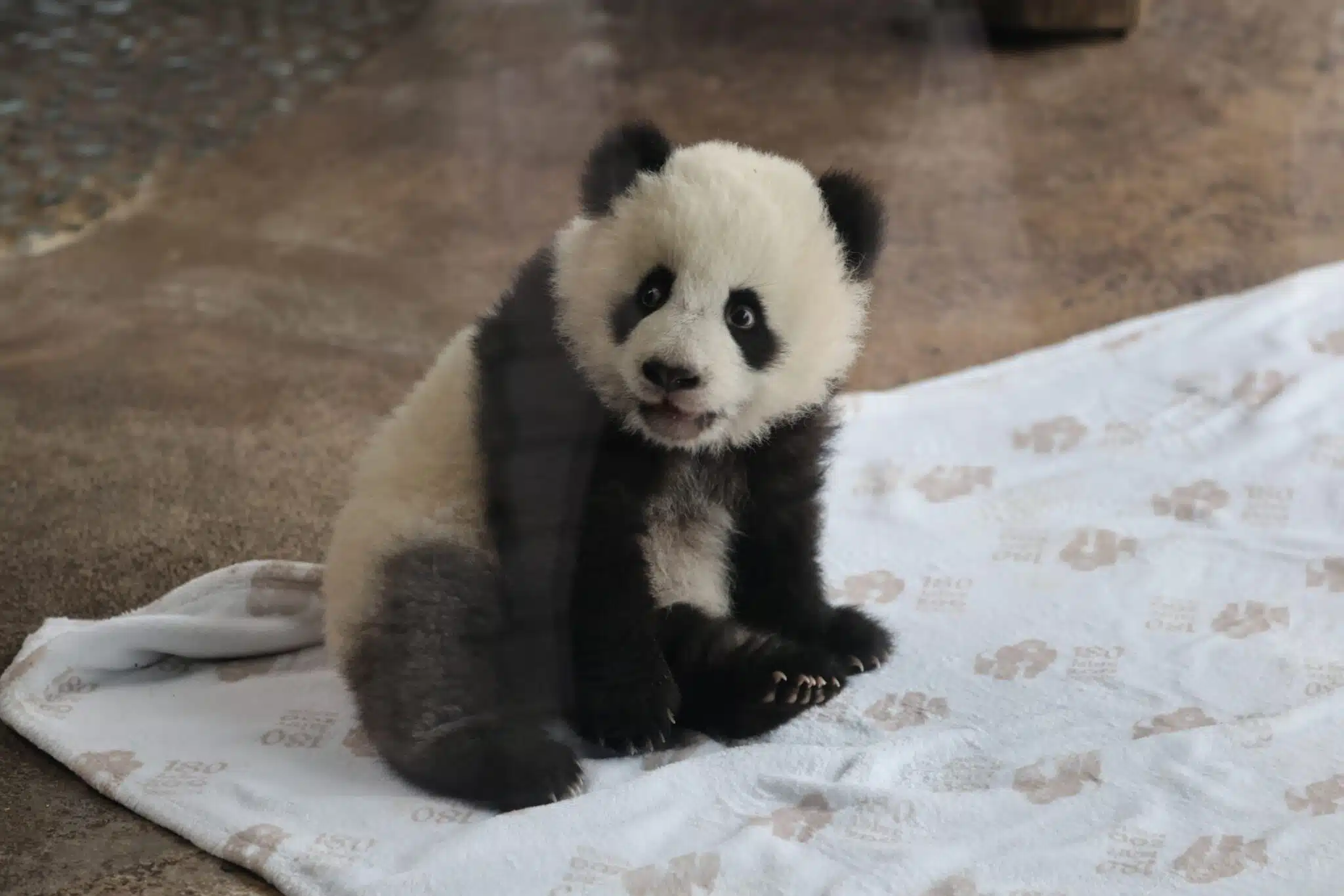 Panda 2