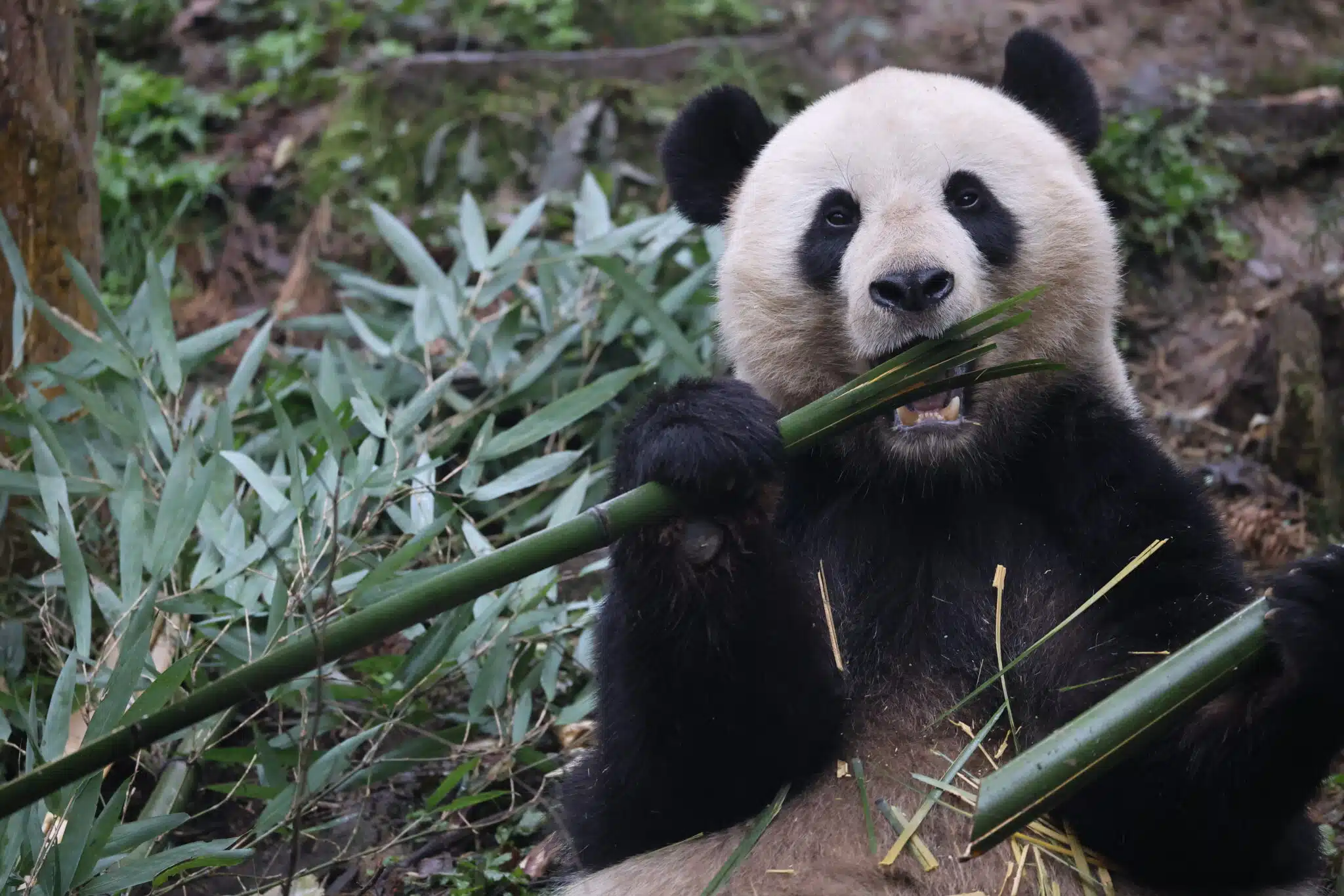 Panda 1
