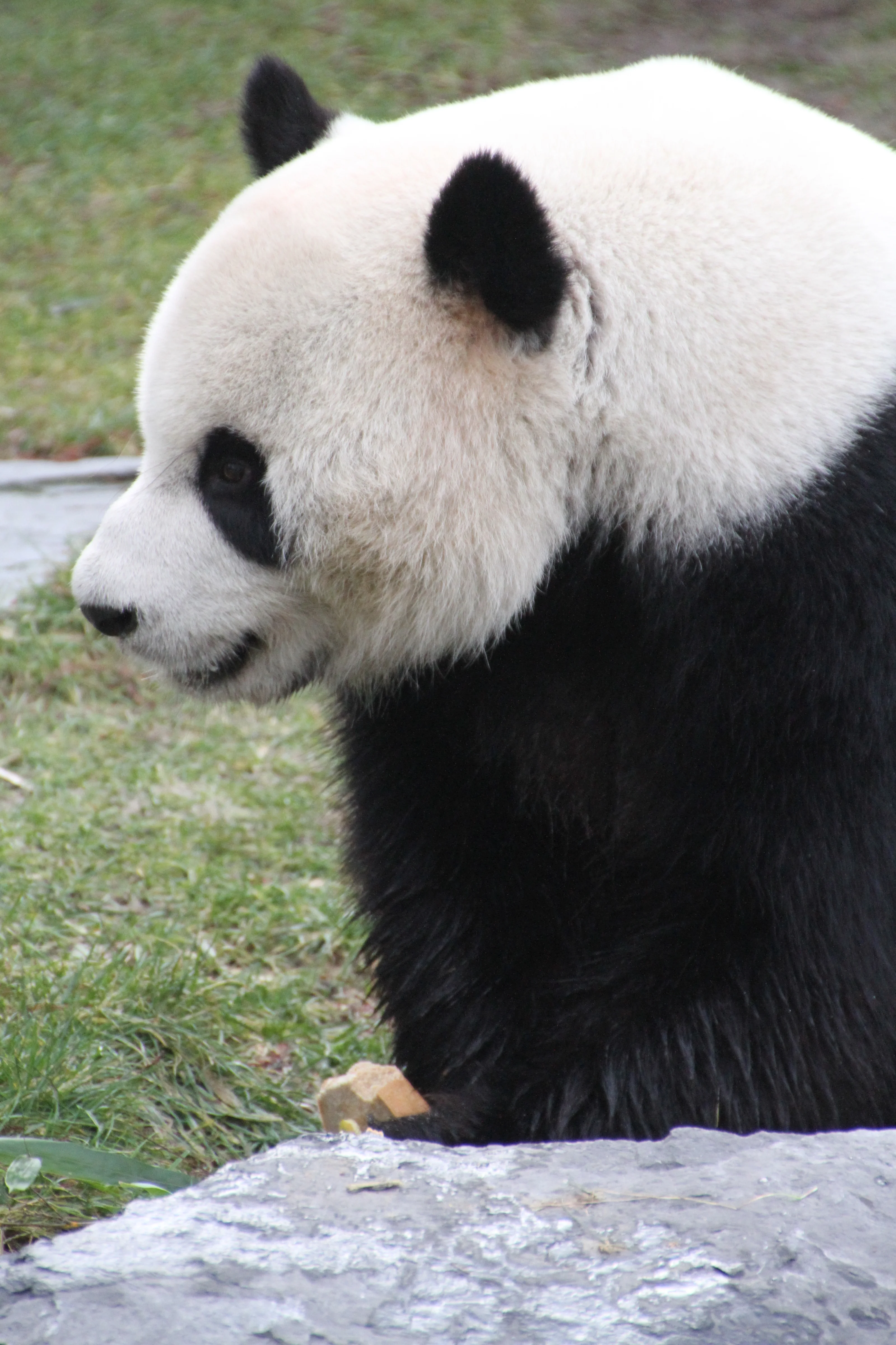 Giant Panda Zoo Awards 2014 Ceremony