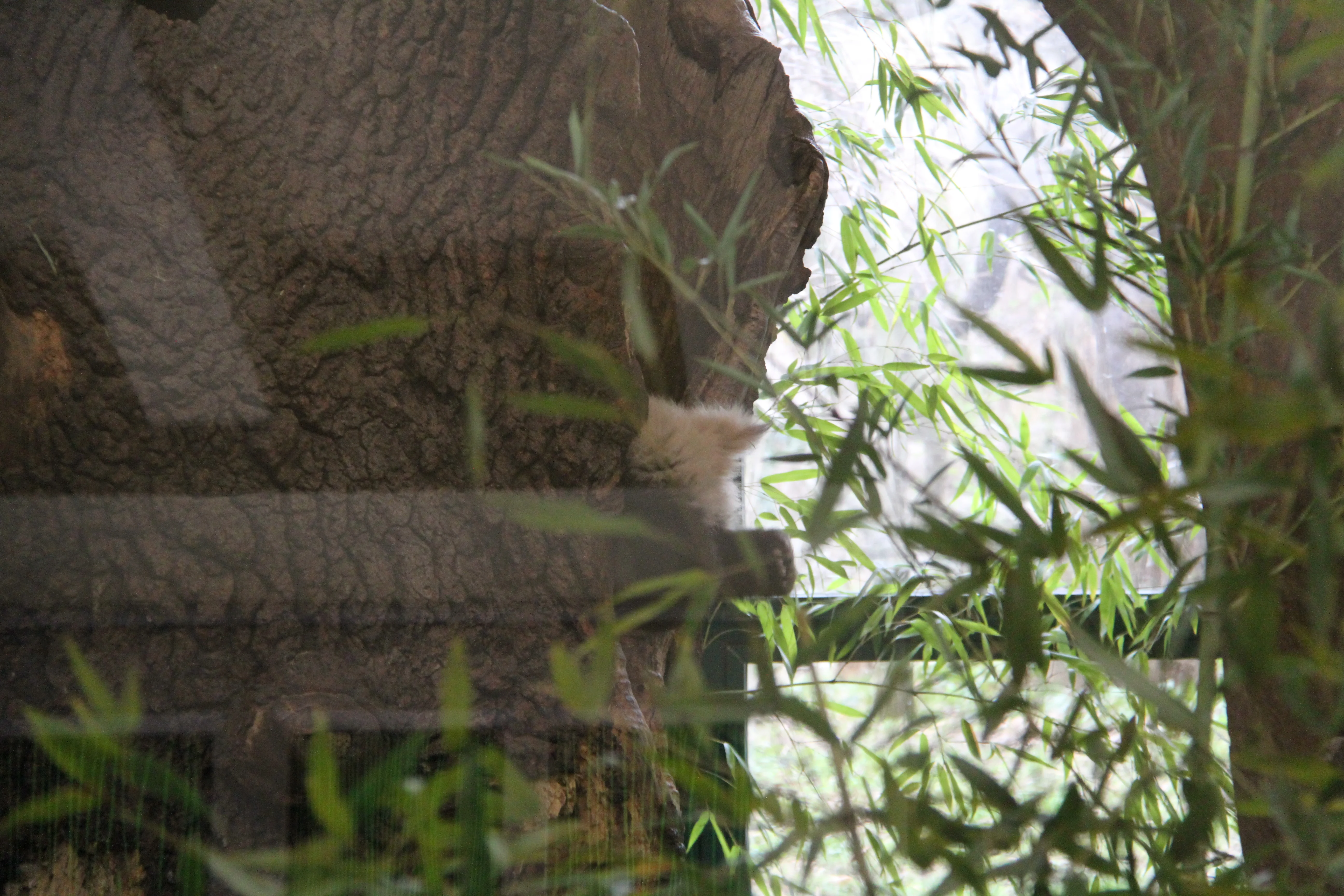 Tiergarten Schönbrunn