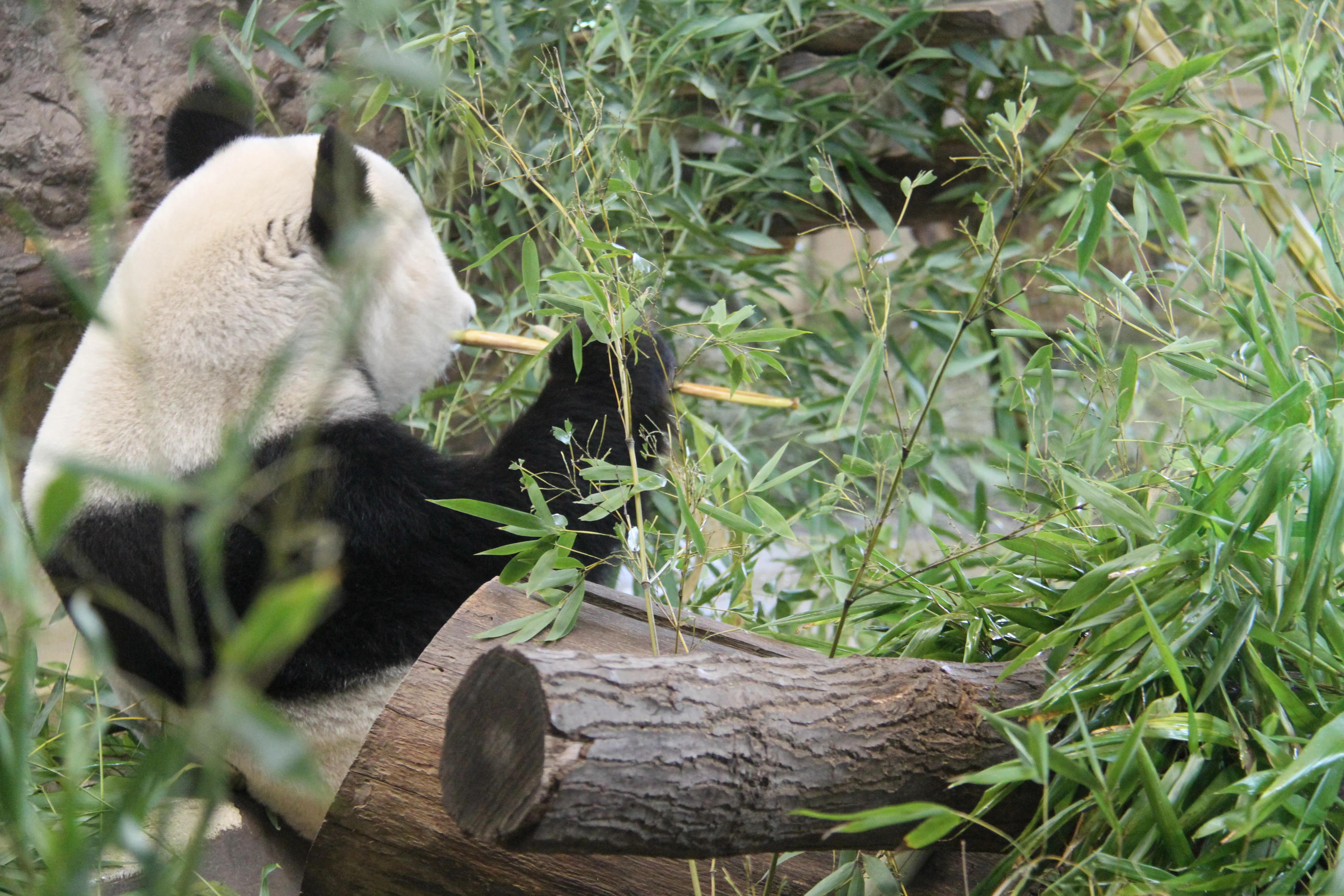 Tiergarten Schönbrunn