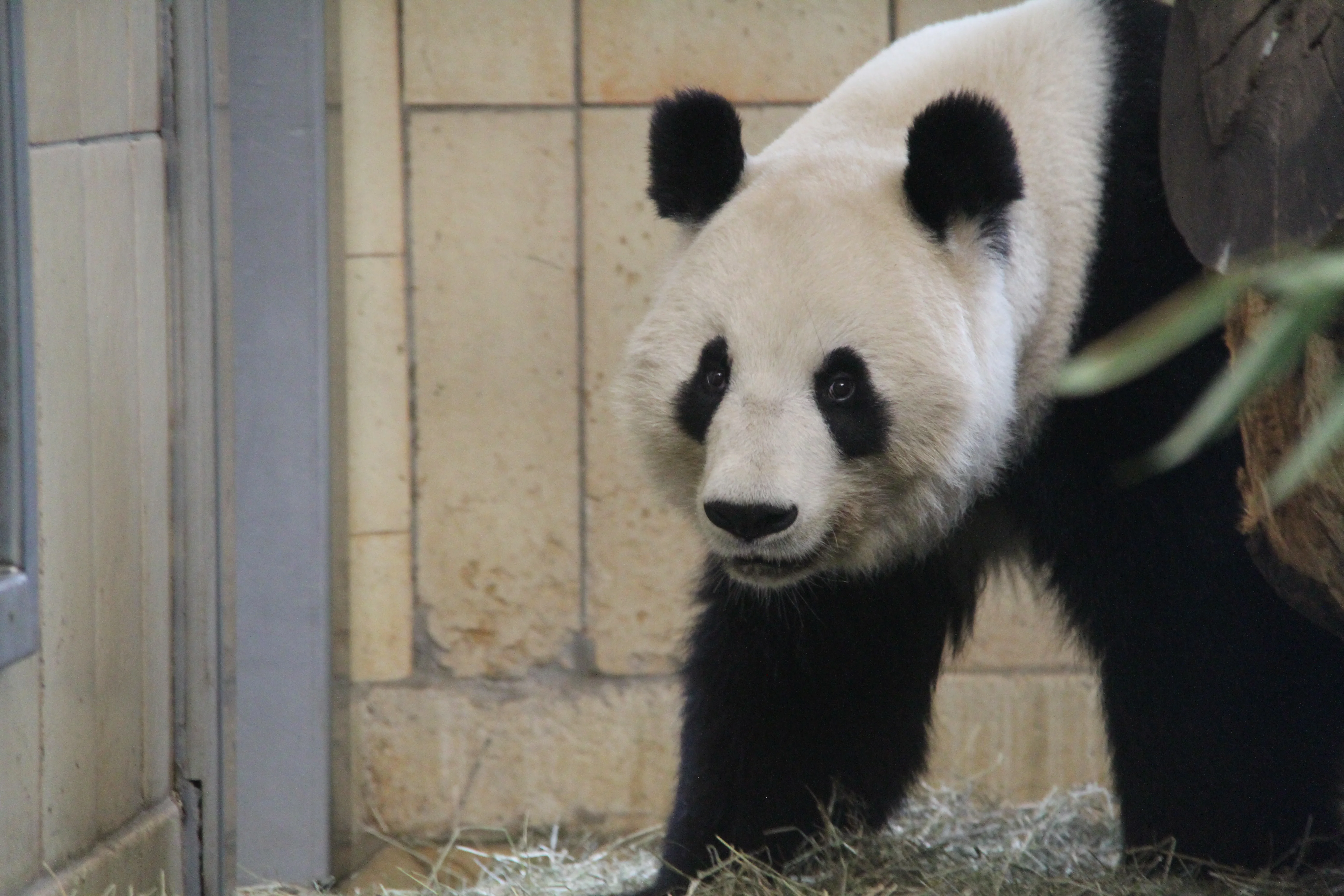 Tiergarten Schönbrunn