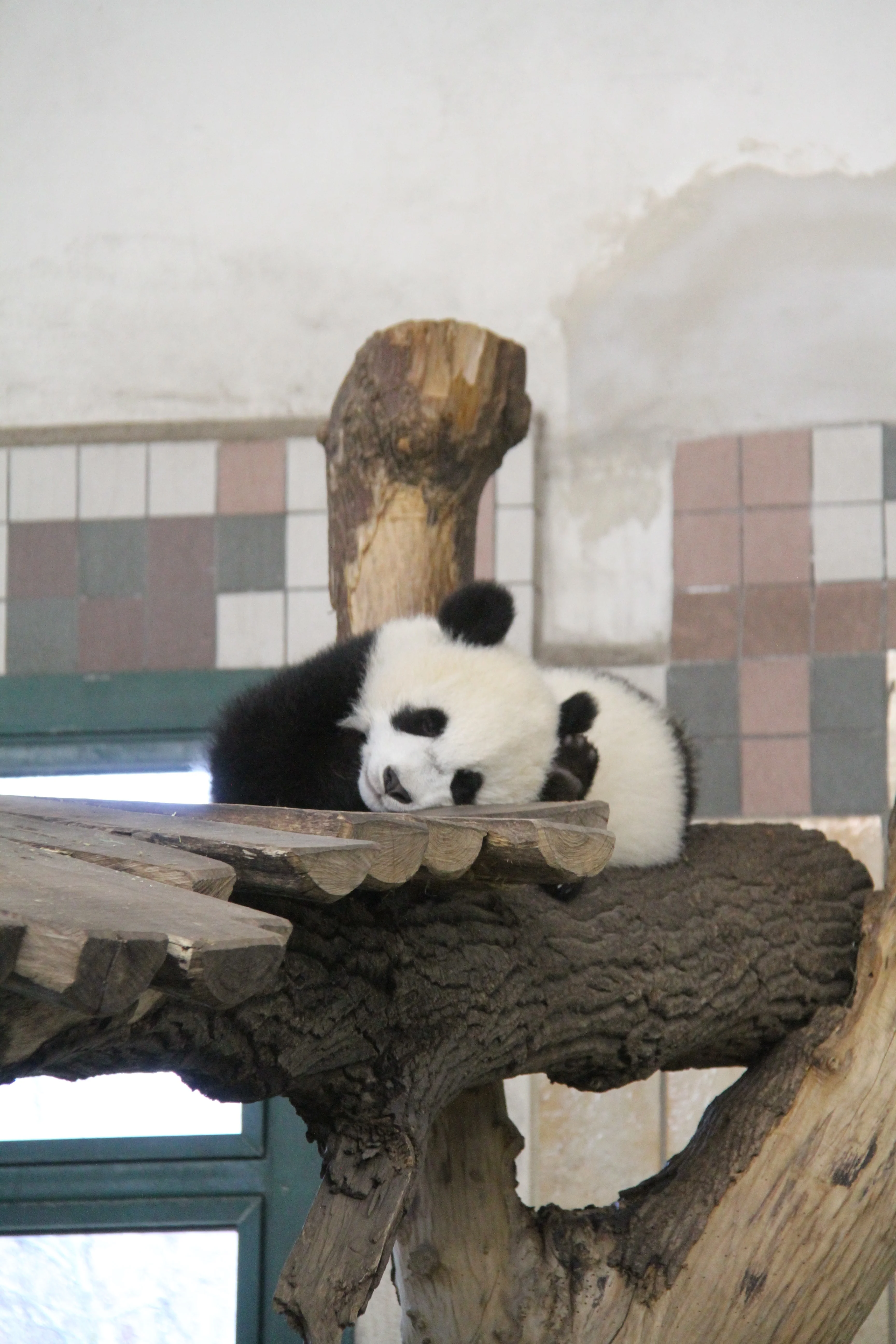 Tiergarten Schönbrunn