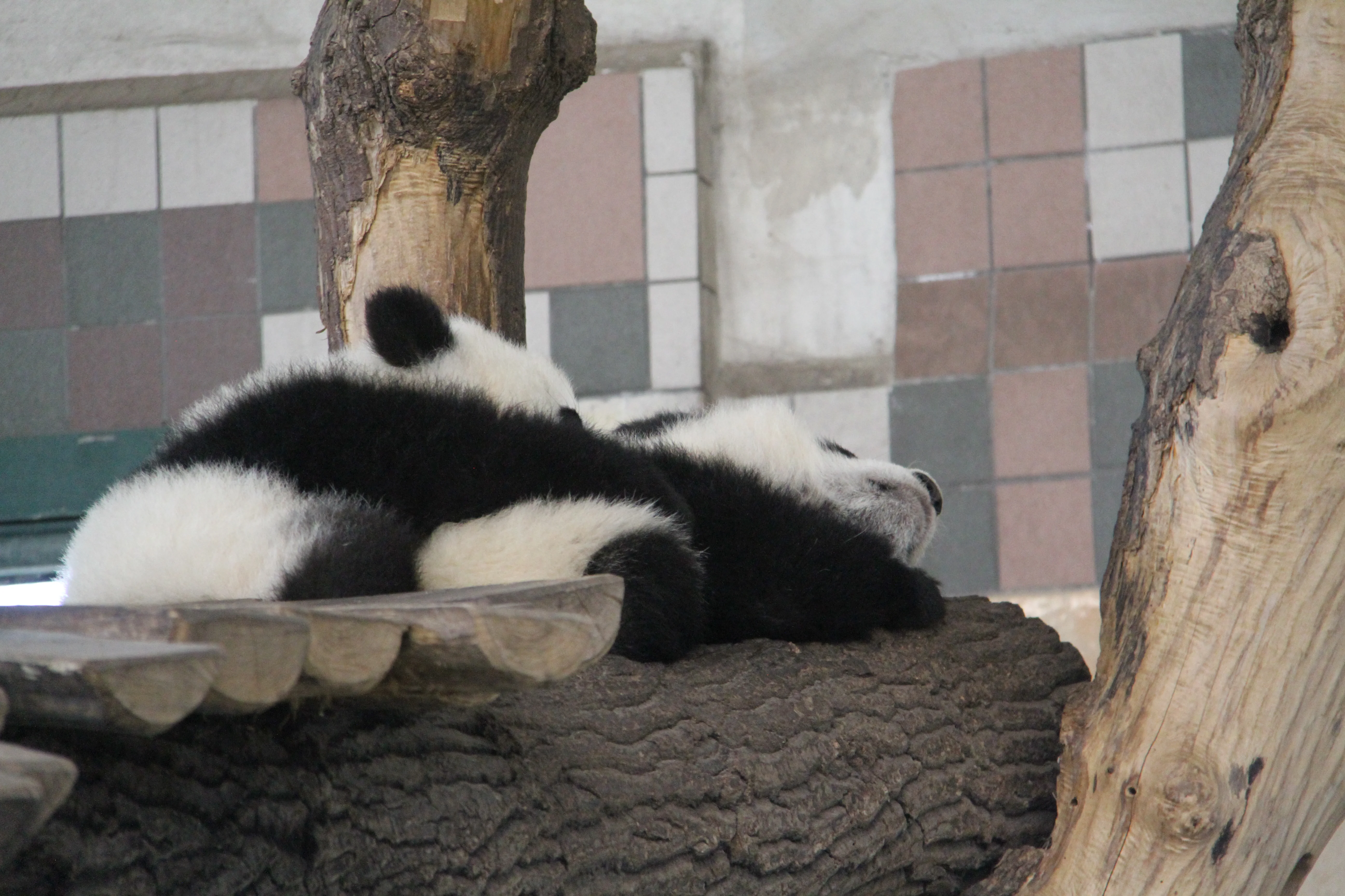 Tiergarten Schönbrunn