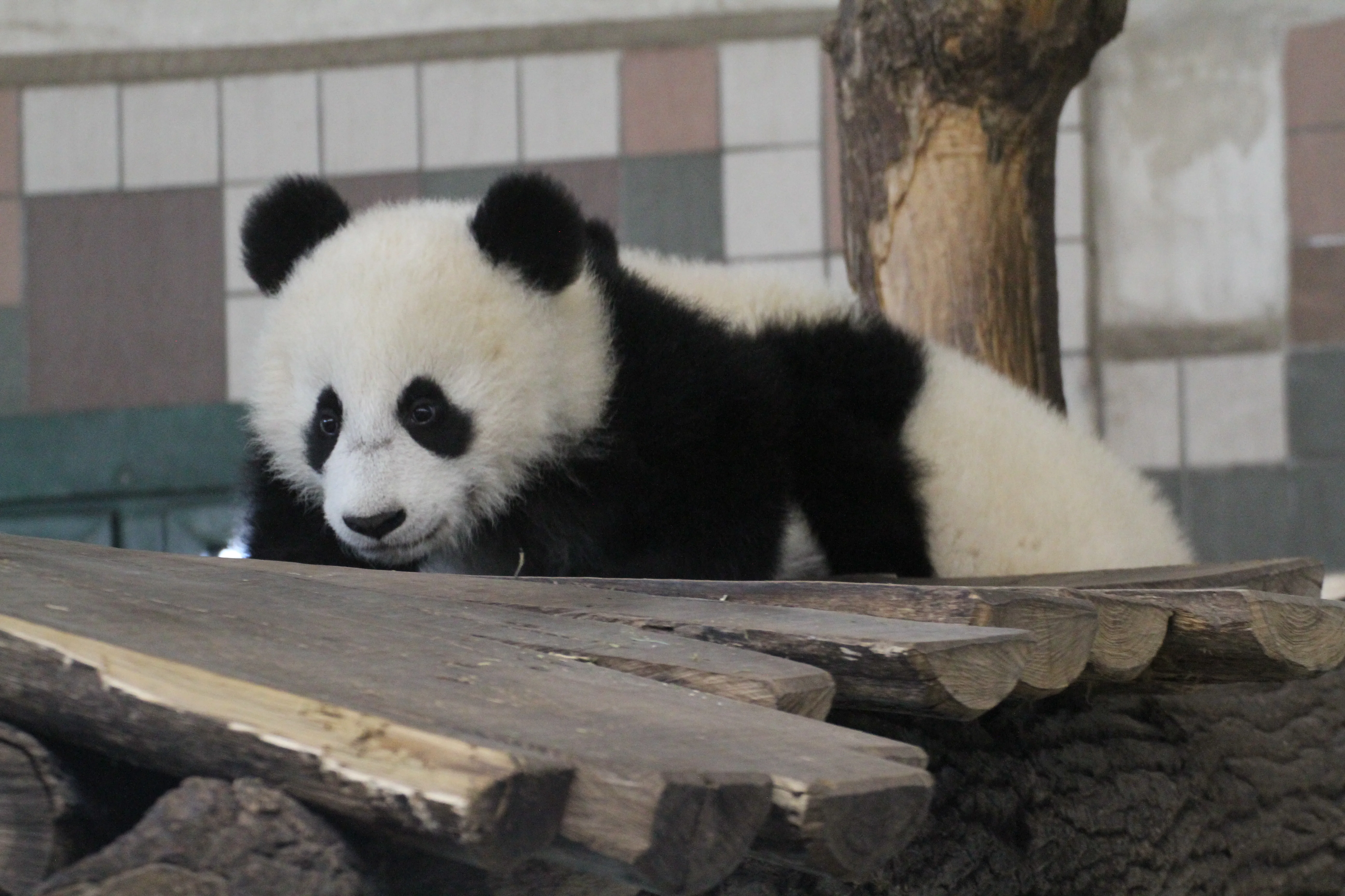 Tiergarten Schönbrunn