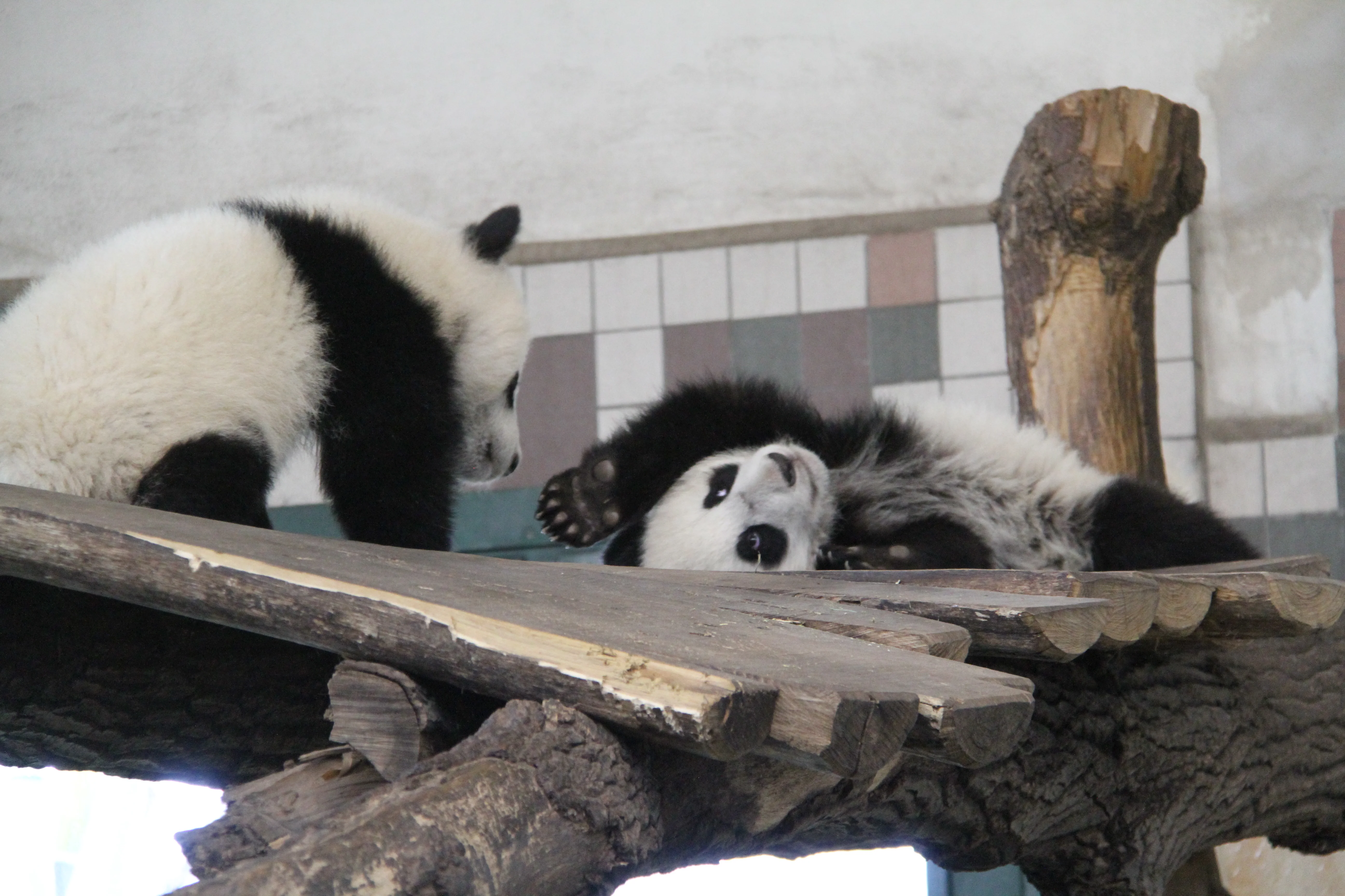 Tiergarten Schönbrunn