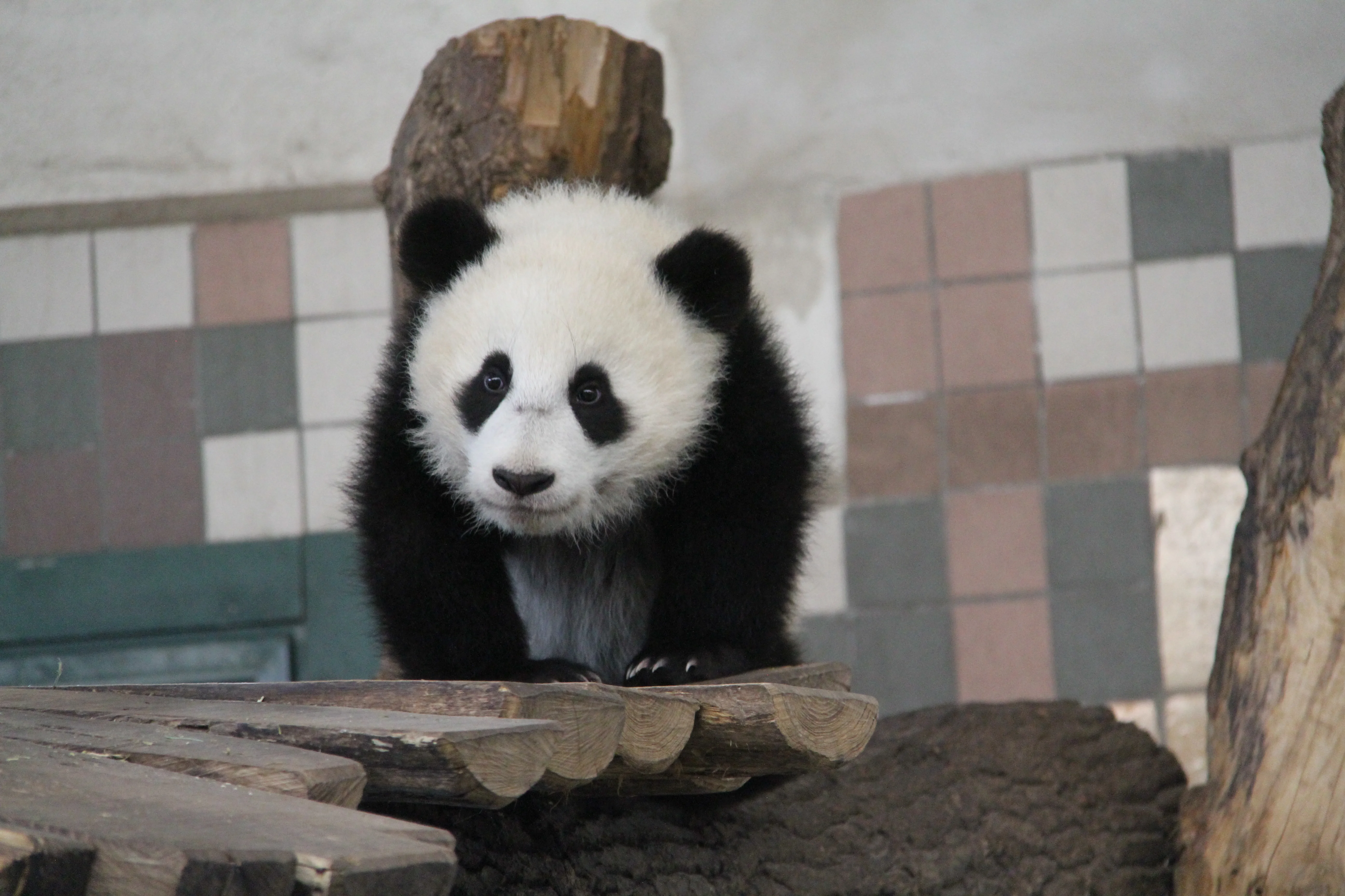 Tiergarten Schönbrunn