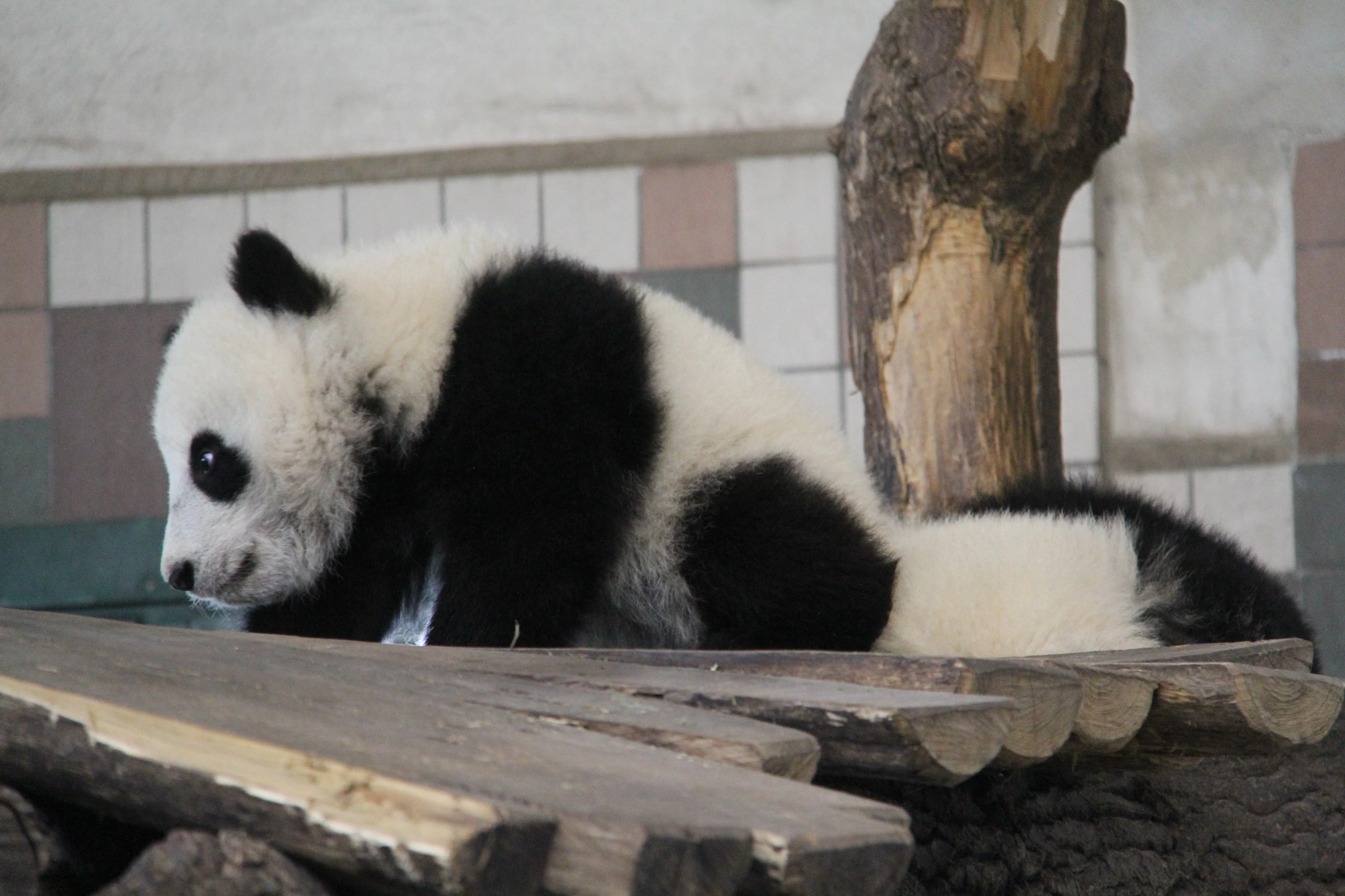 Tiergarten Schönbrunn
