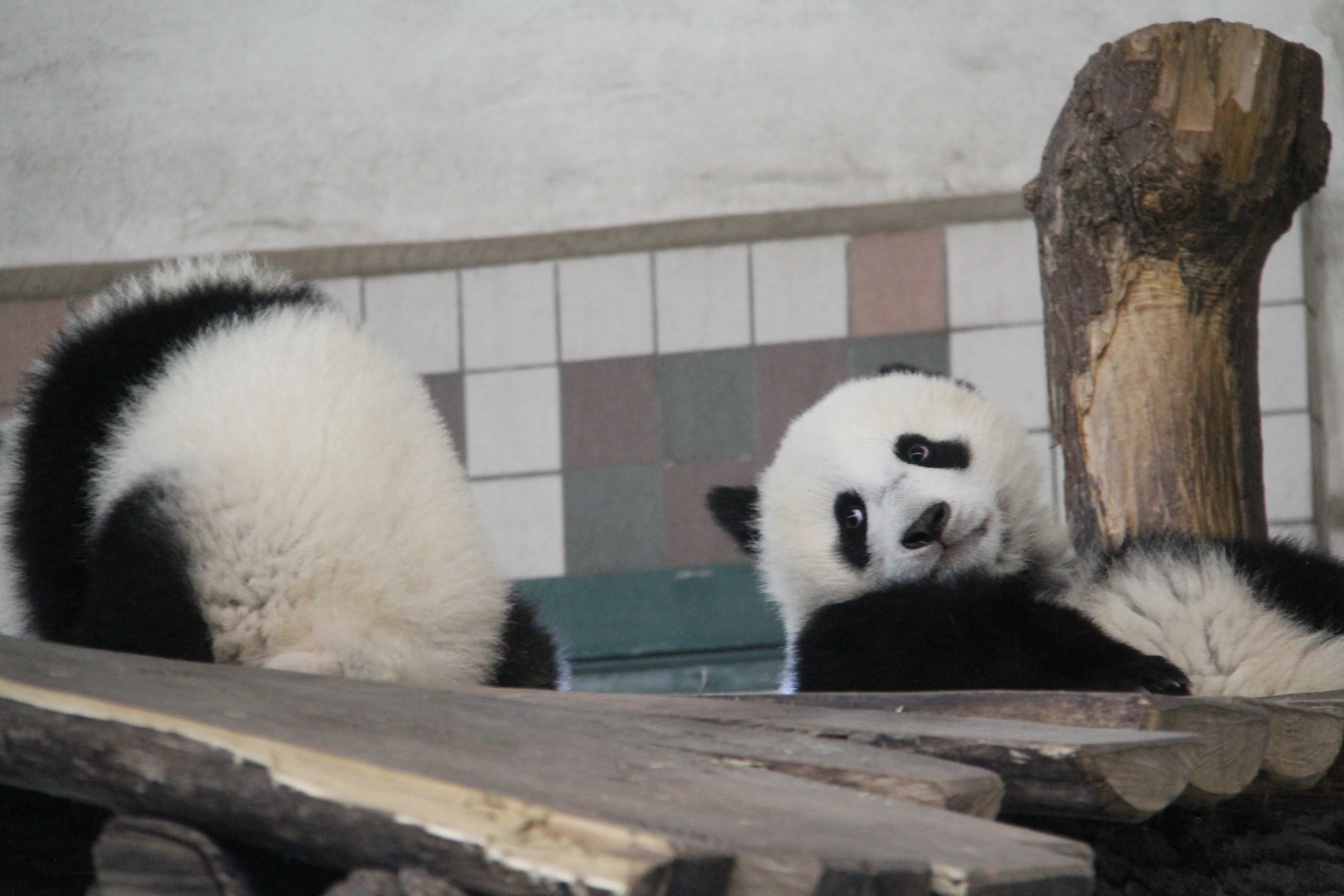 Tiergarten Schönbrunn
