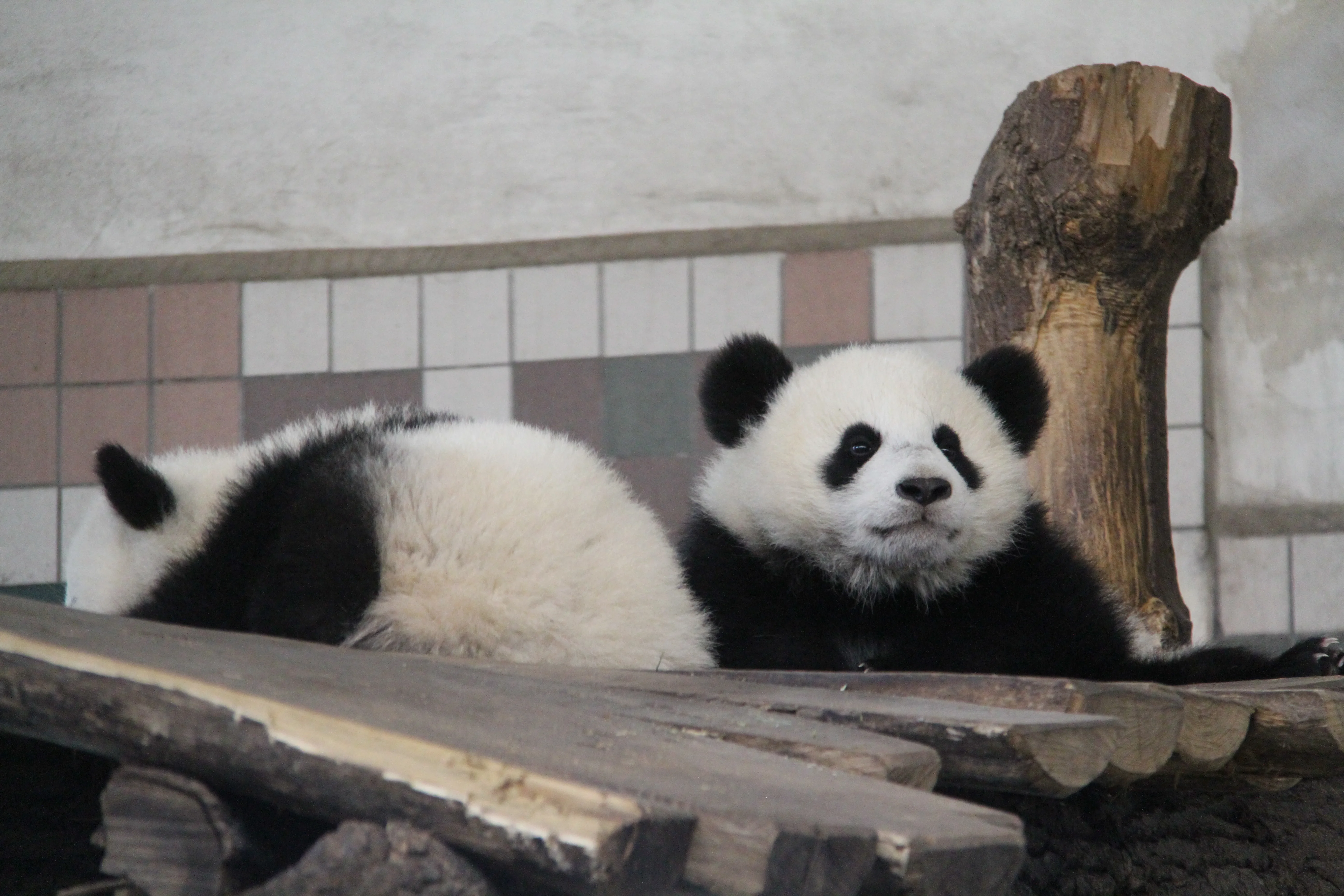 Tiergarten Schönbrunn