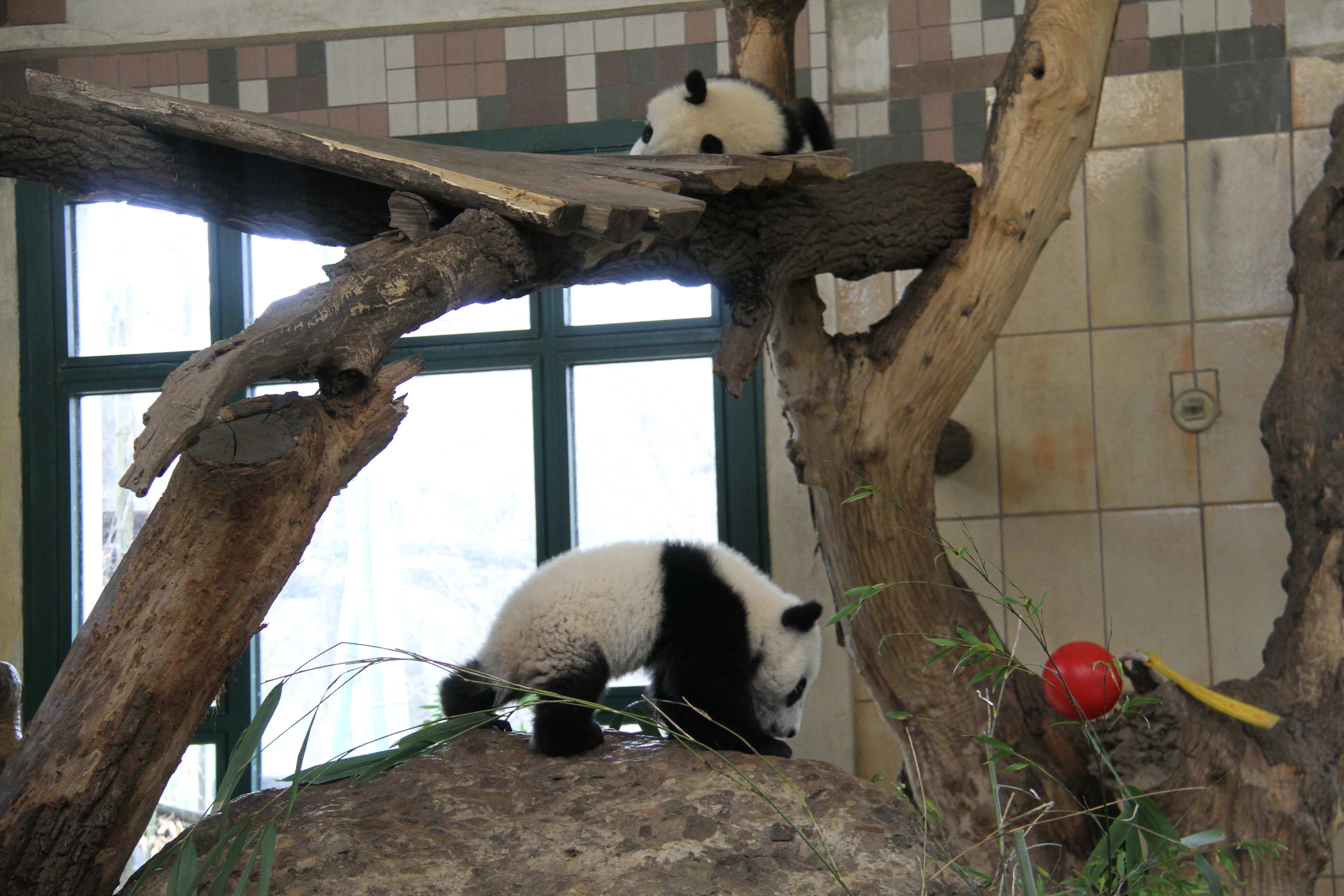 Tiergarten Schönbrunn