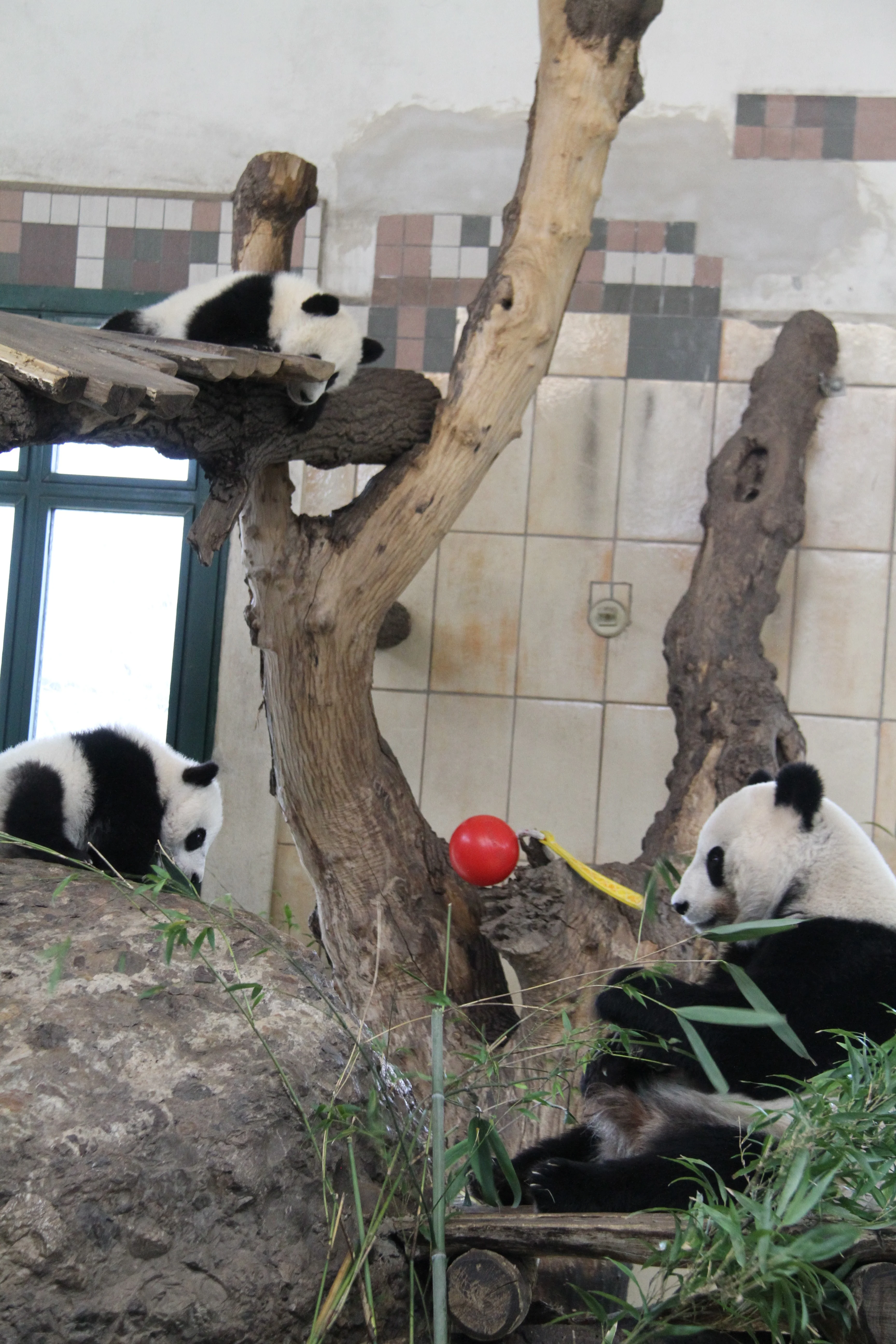 Tiergarten Schönbrunn