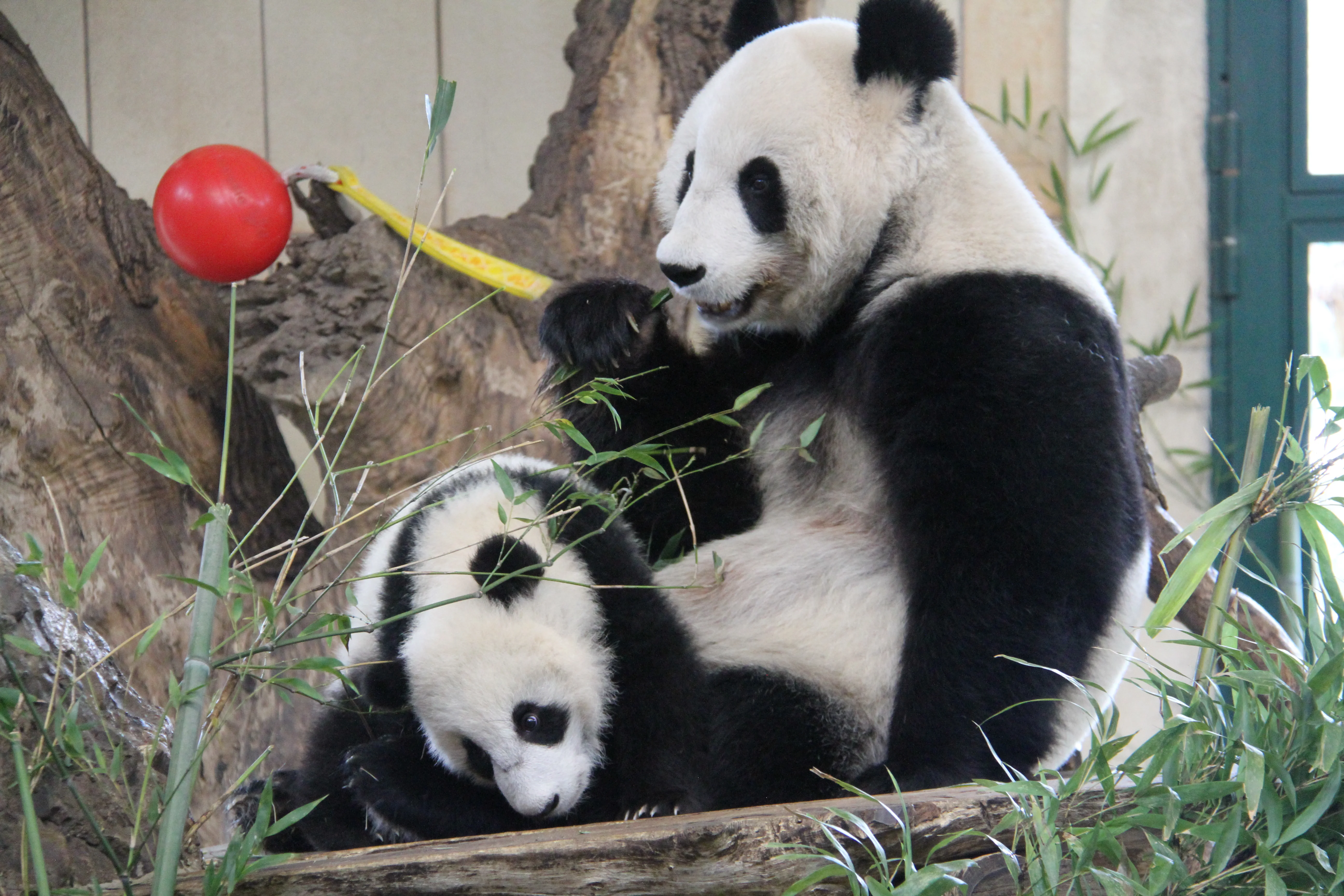 Tiergarten Schönbrunn