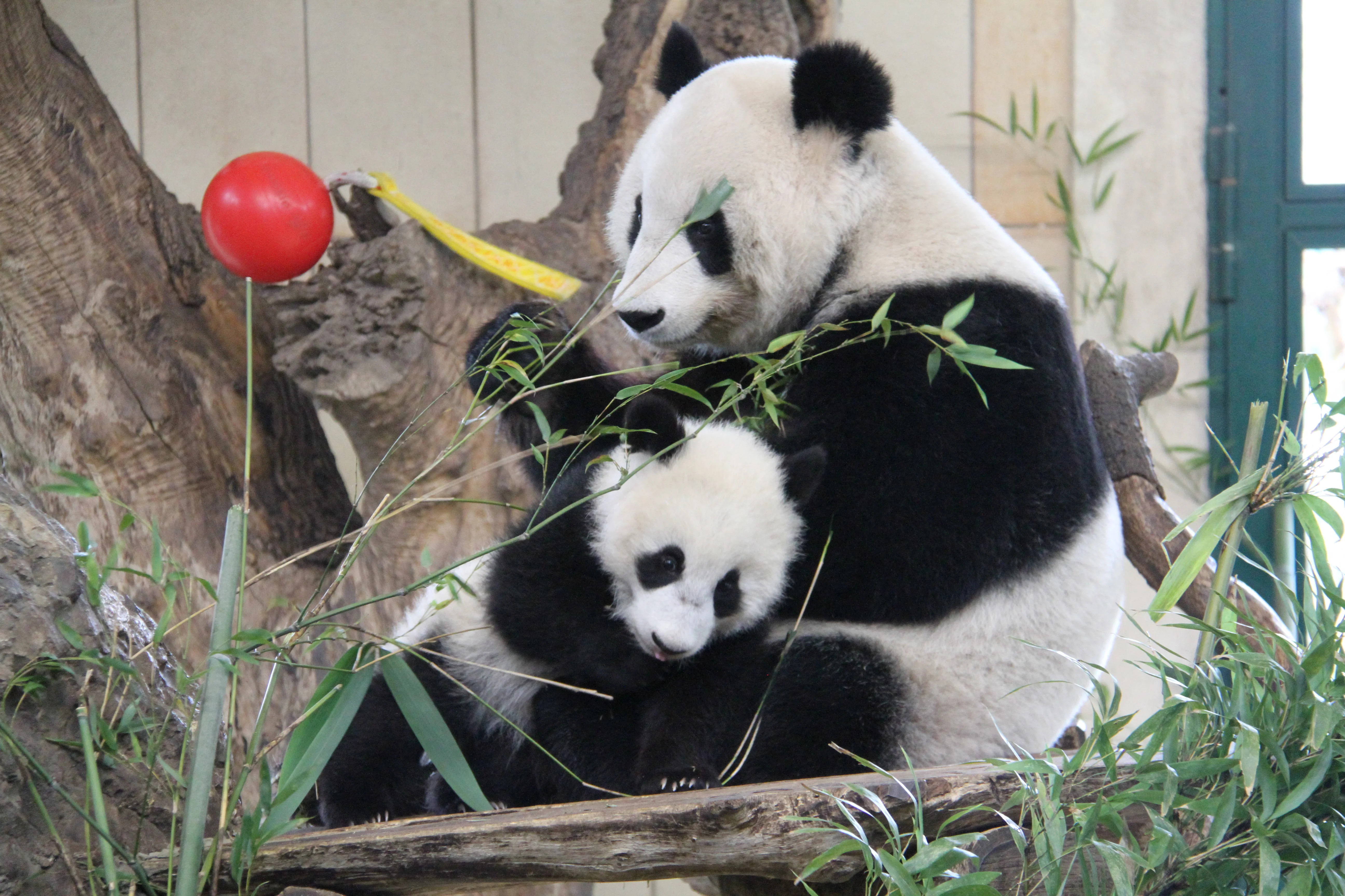 Tiergarten Schönbrunn