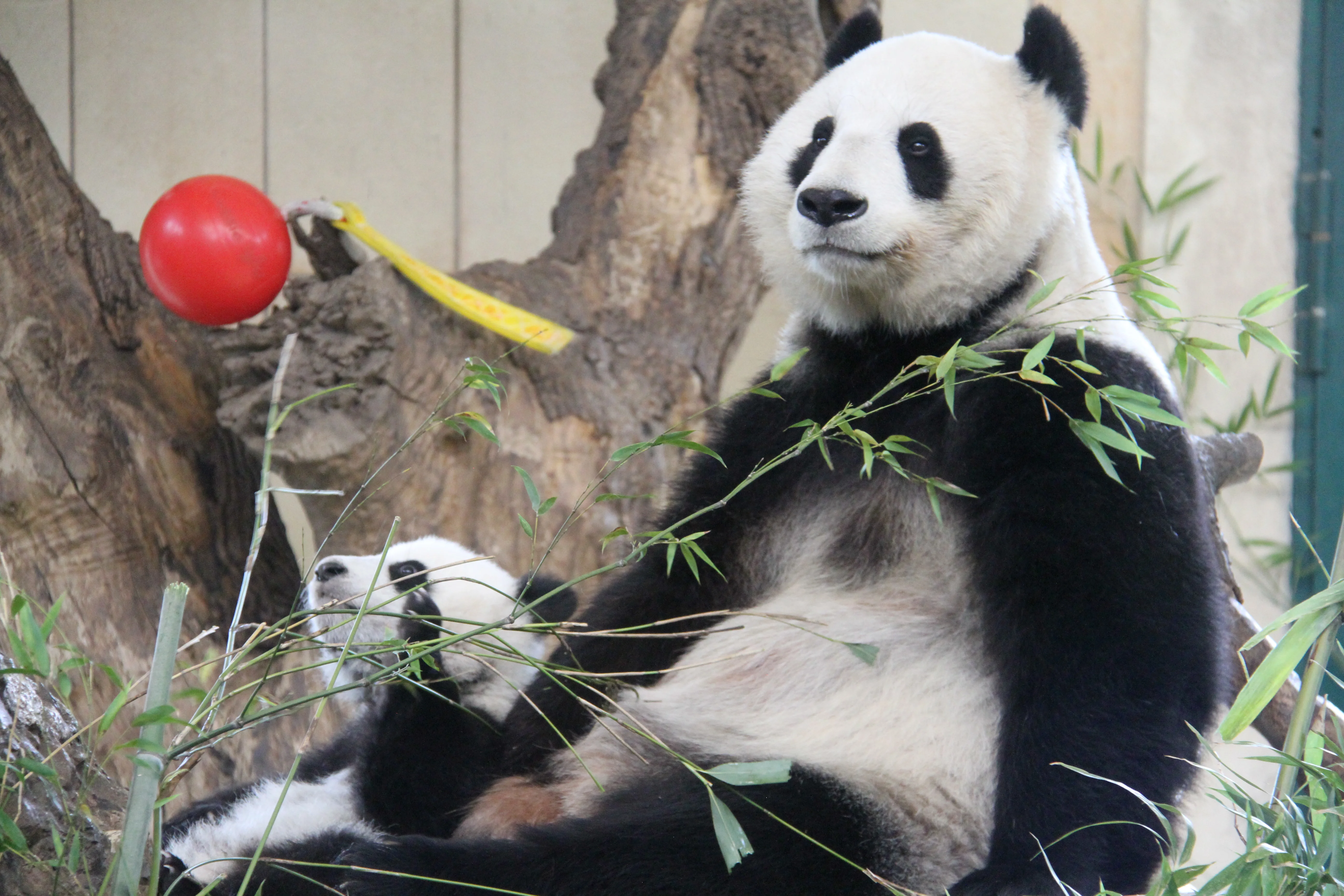 Tiergarten Schönbrunn