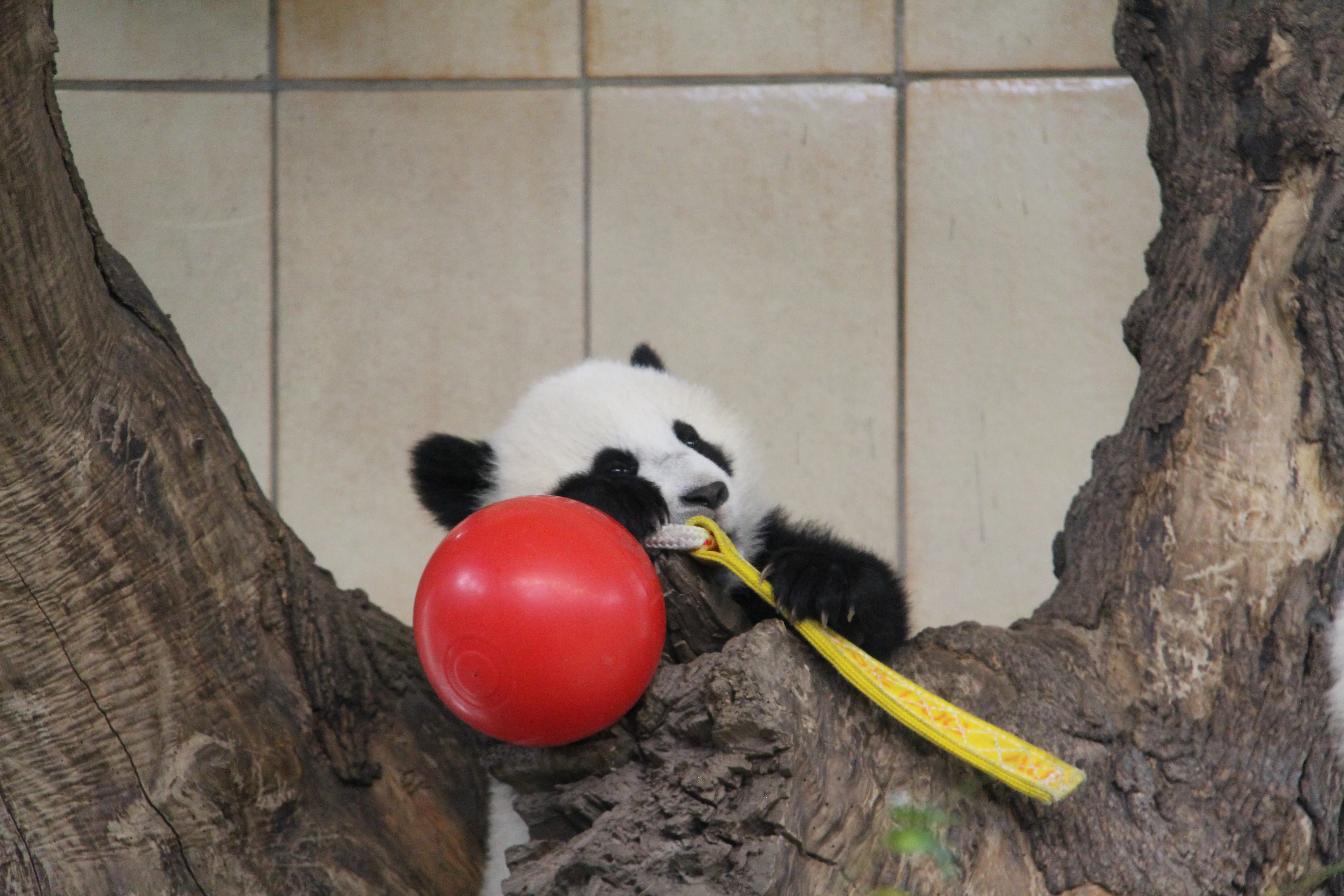 Tiergarten Schönbrunn