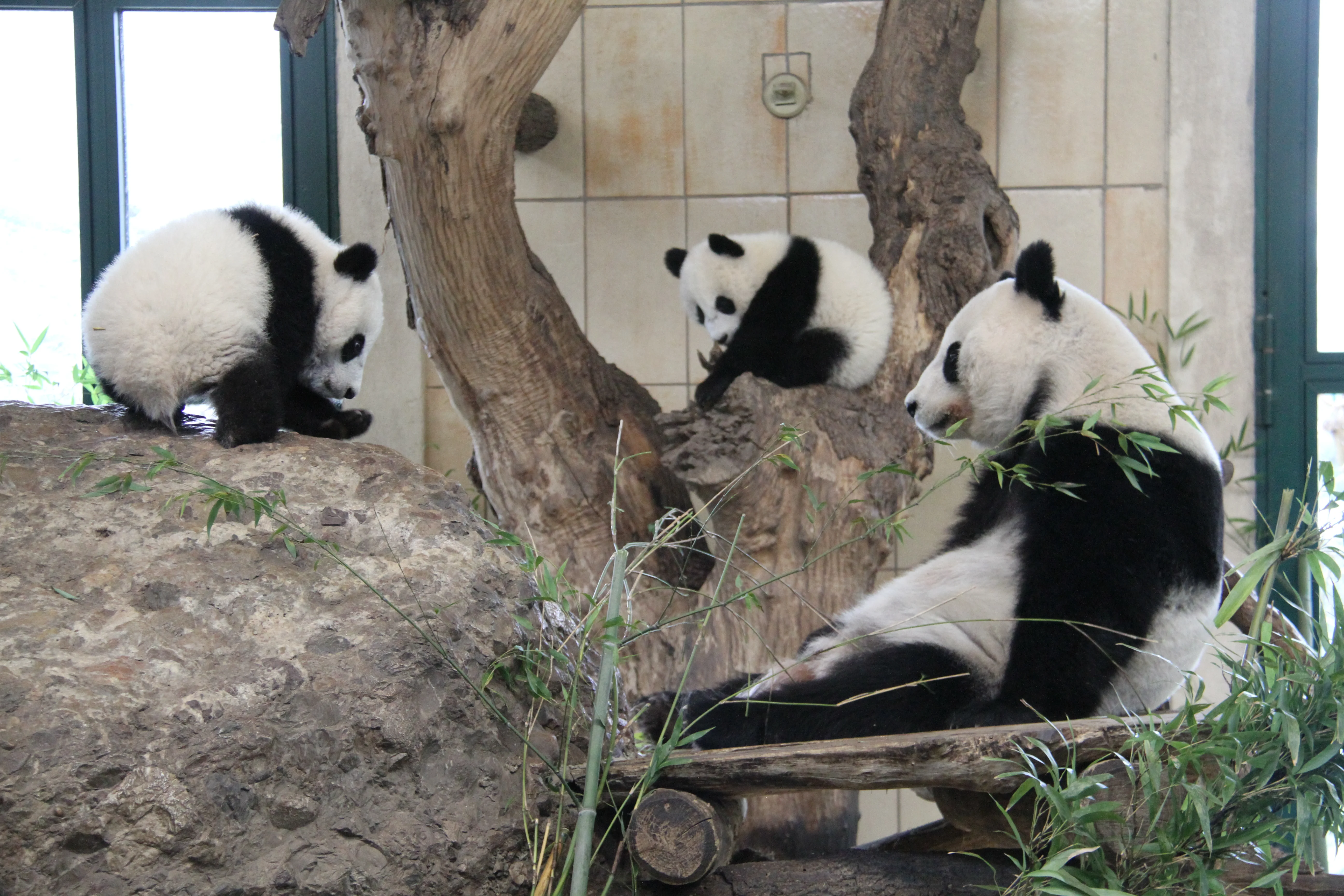Tiergarten Schönbrunn