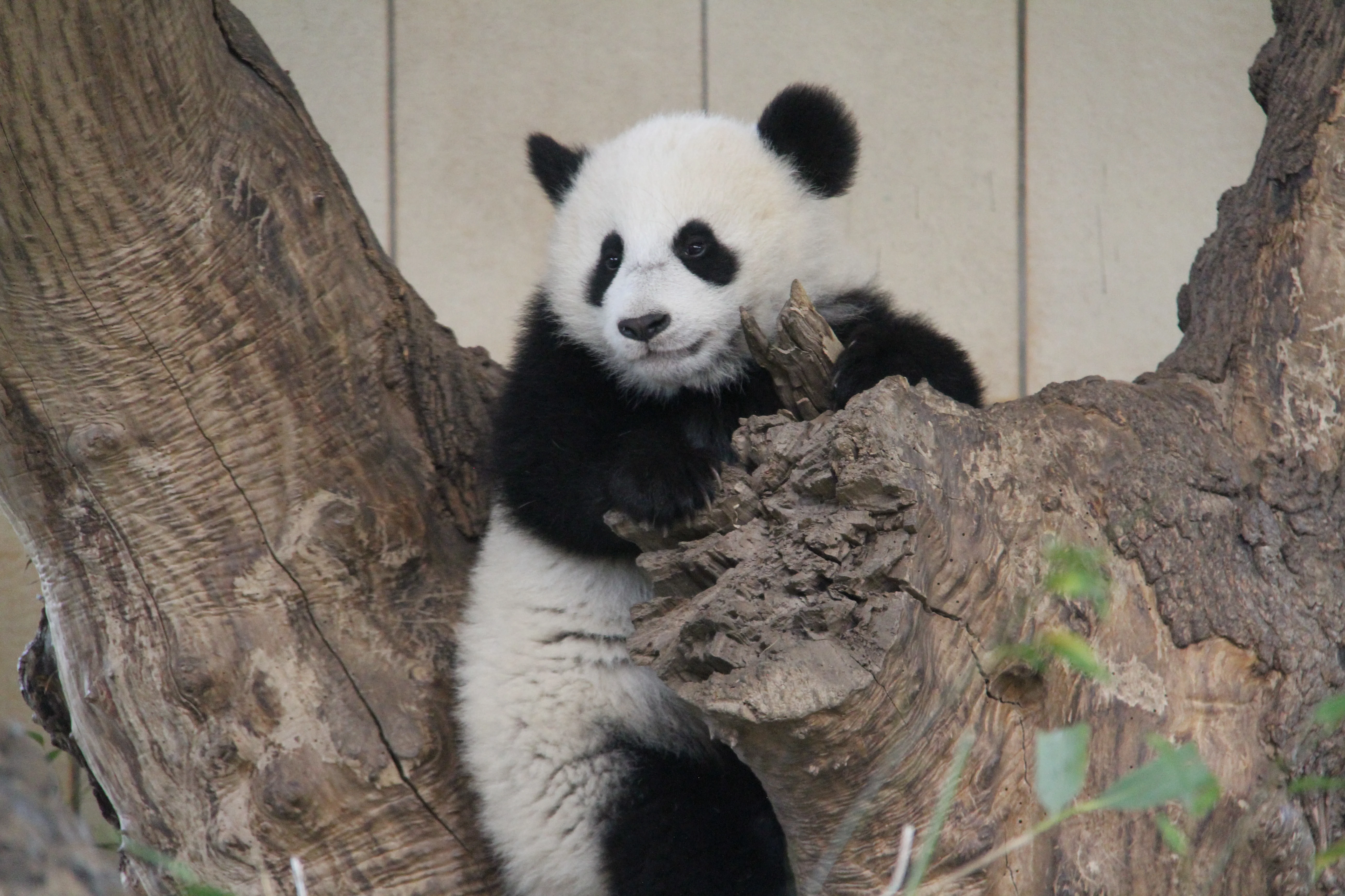 Tiergarten Schönbrunn