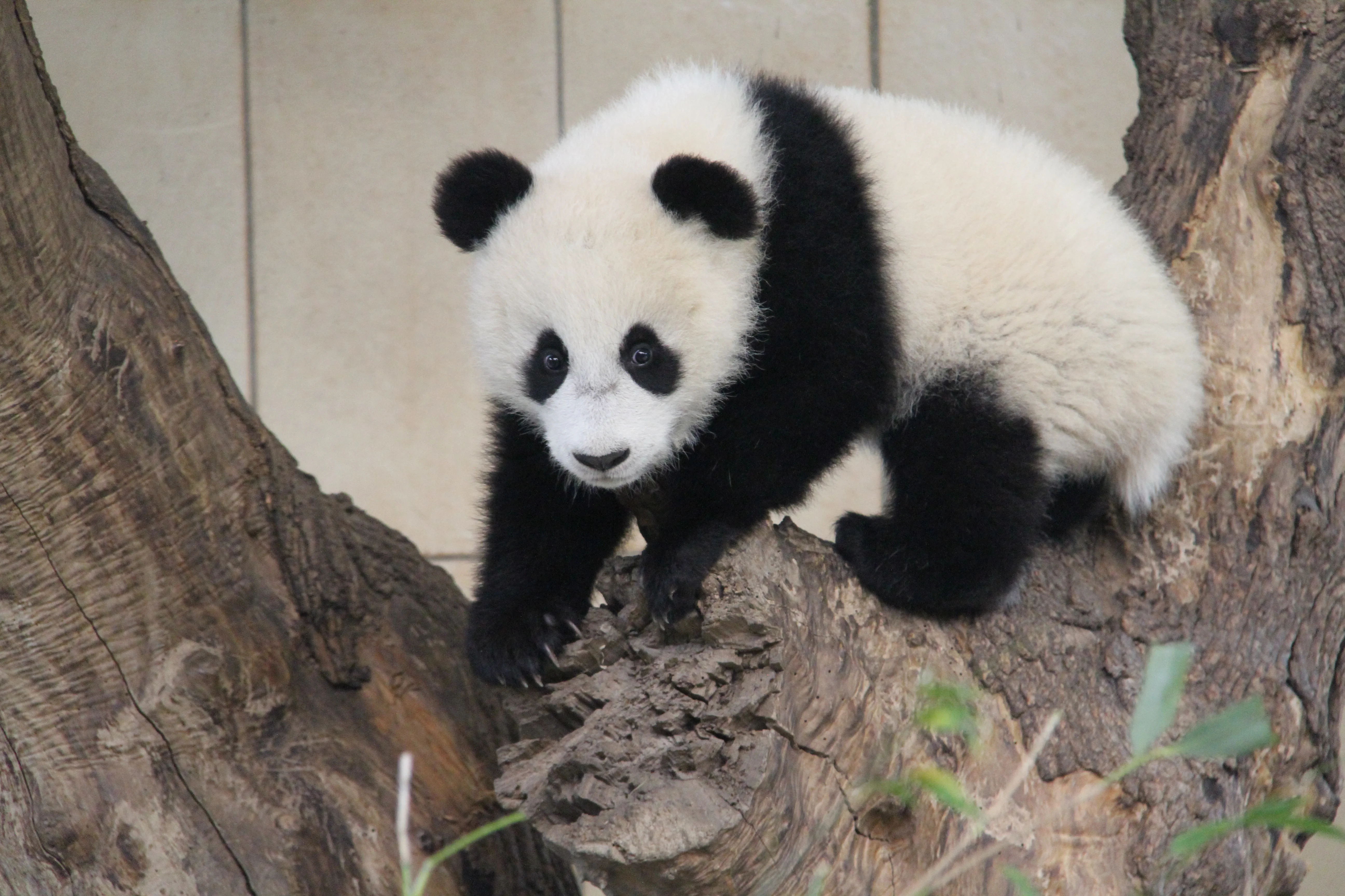 Tiergarten Schönbrunn