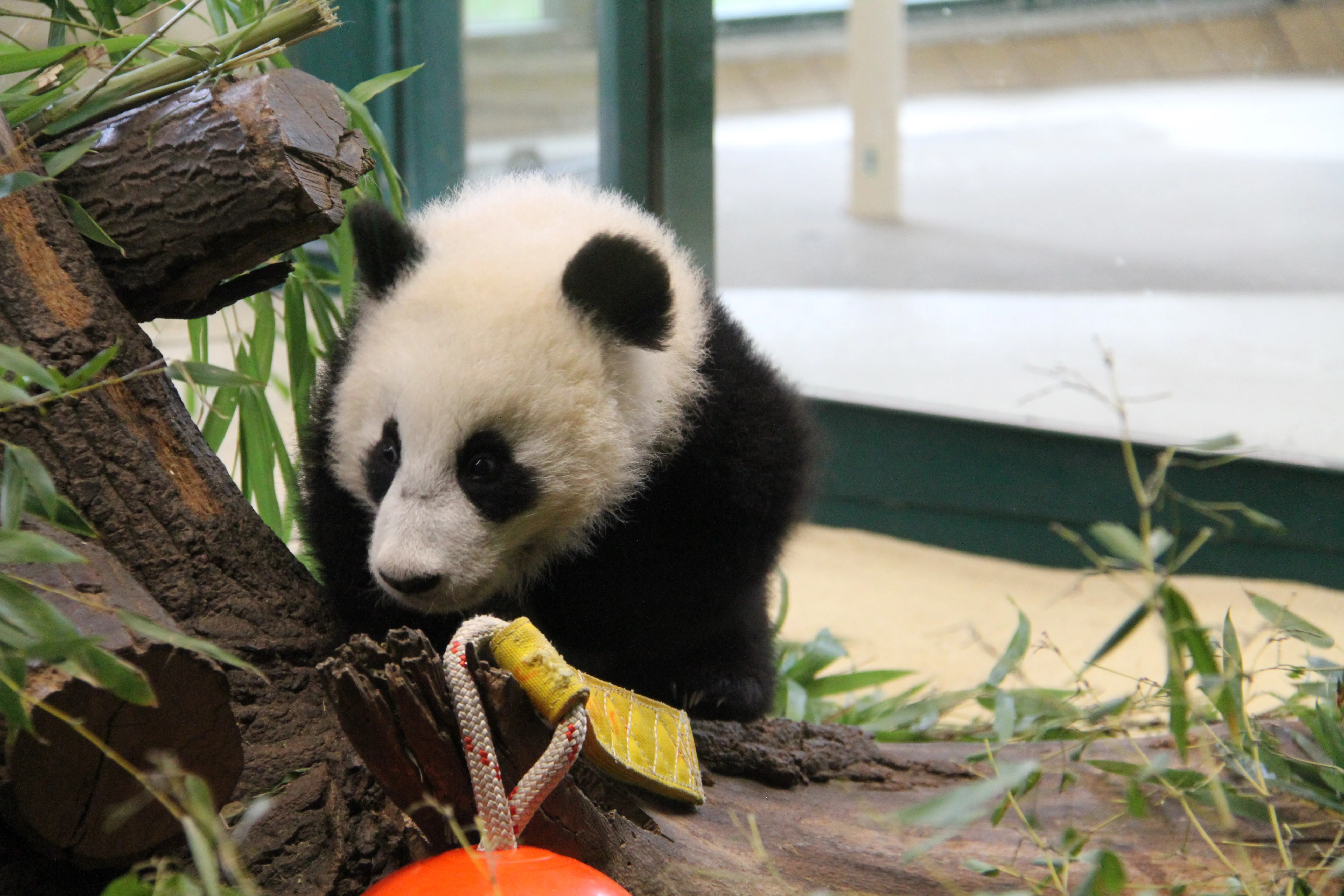 Tiergarten Schönbrunn
