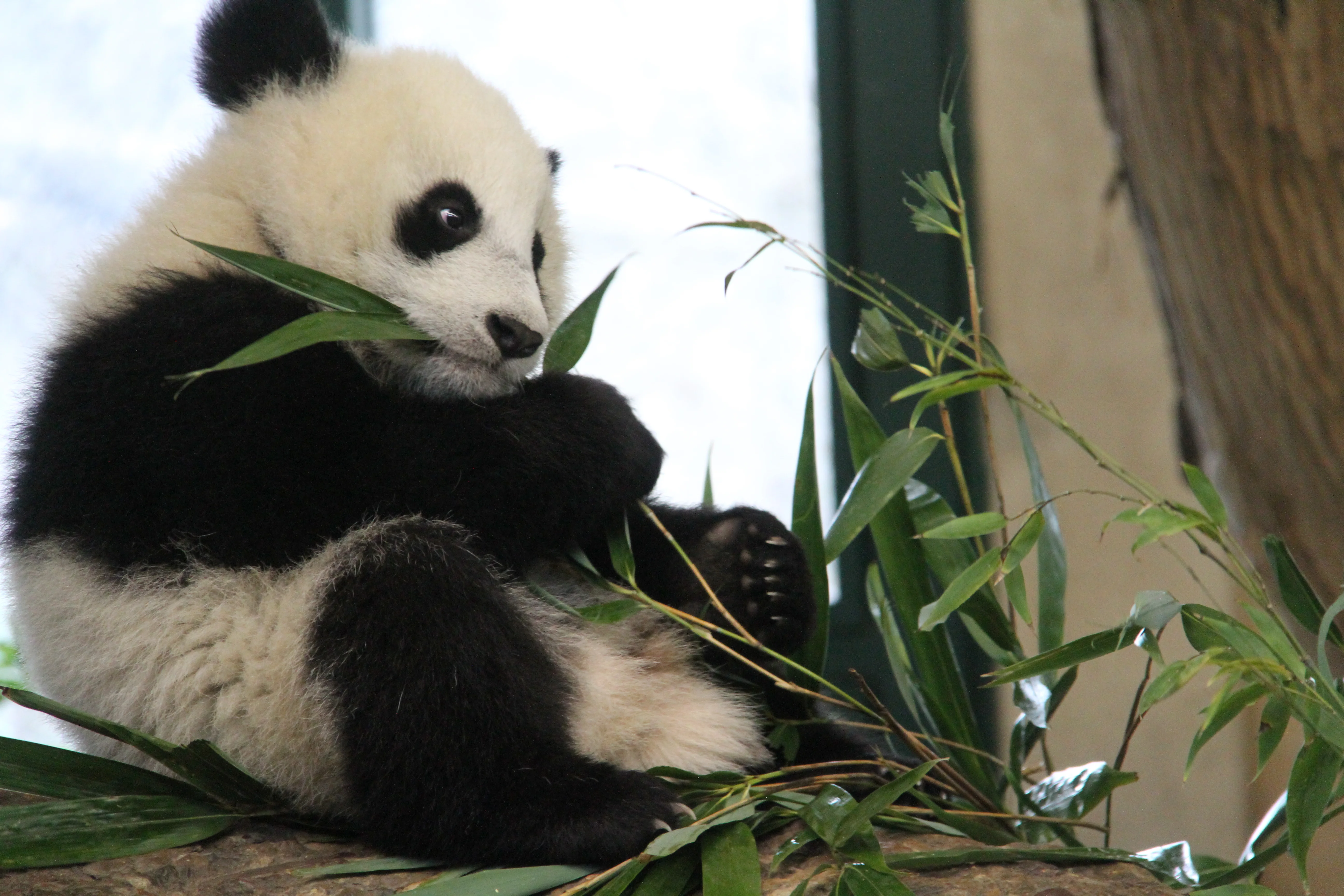 Tiergarten Schönbrunn