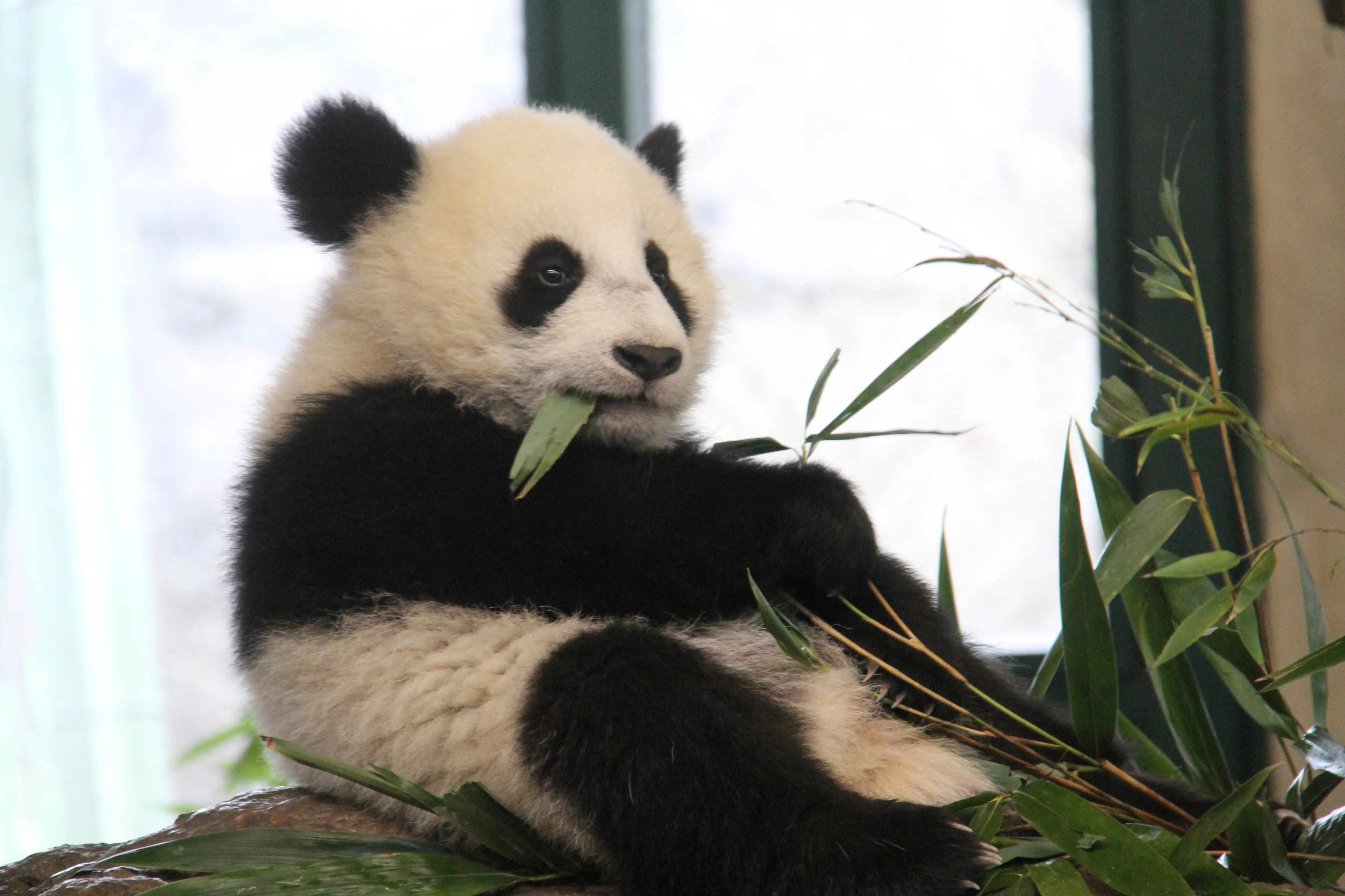Tiergarten Schönbrunn