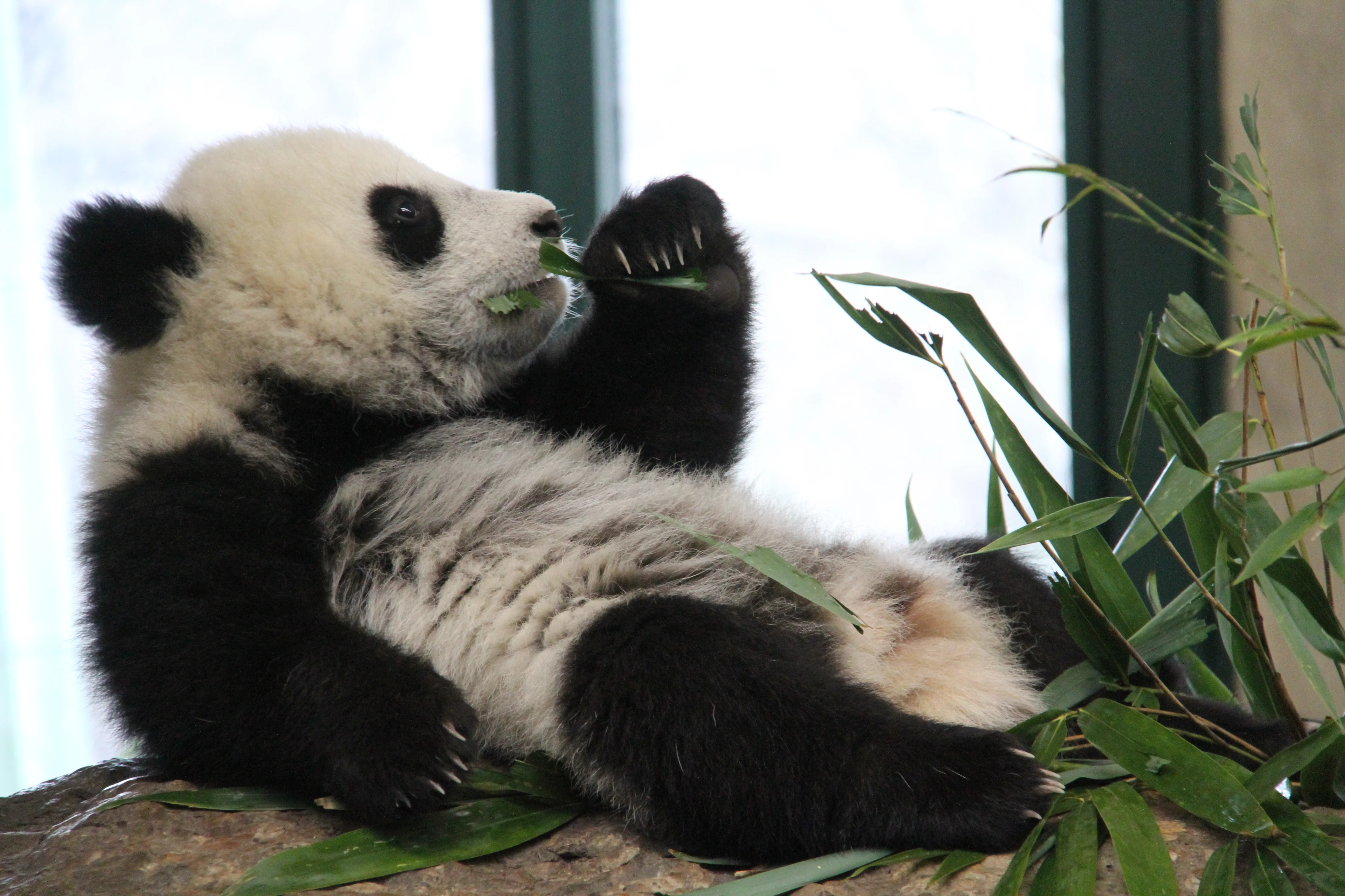 Tiergarten Schönbrunn