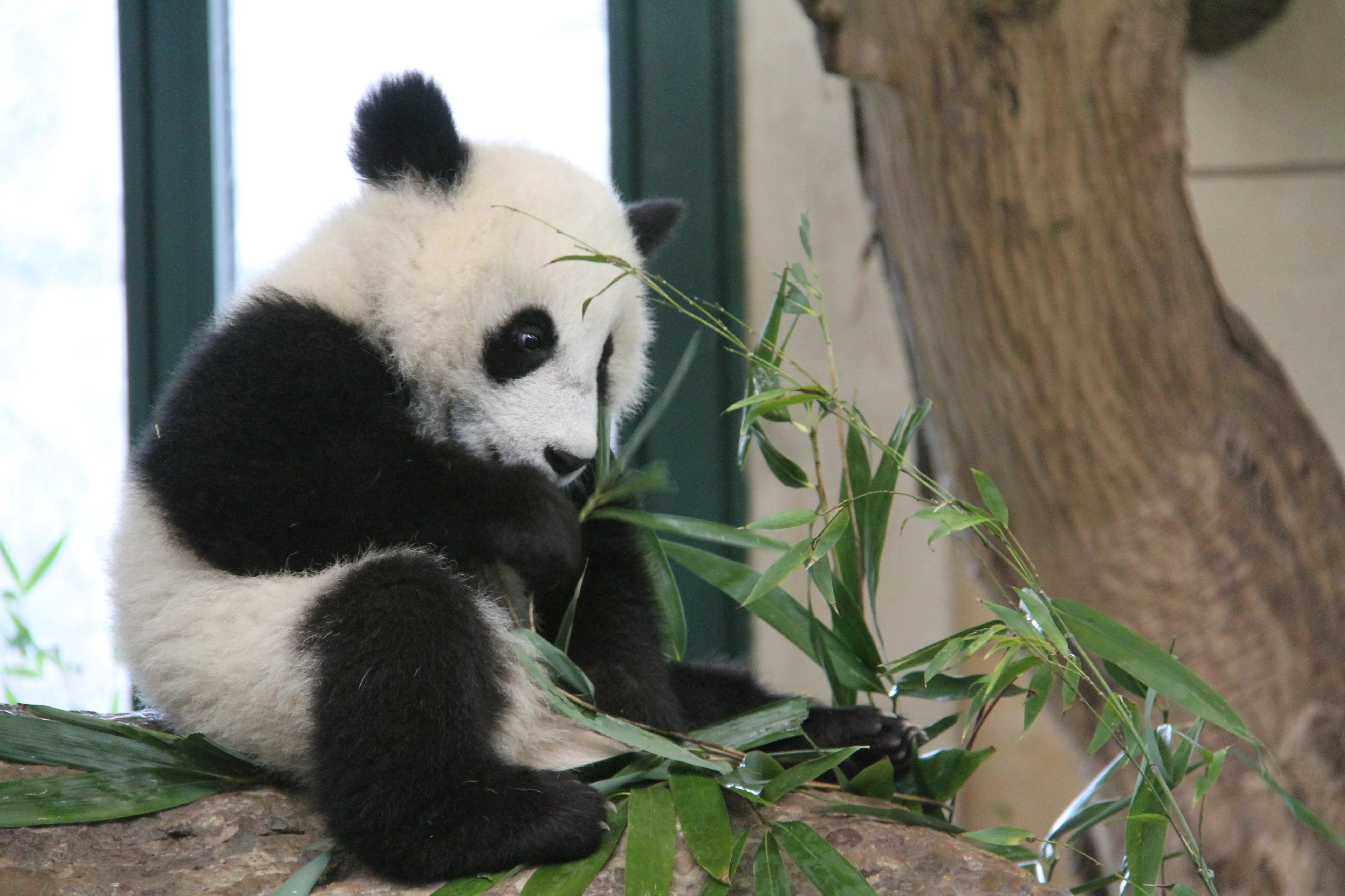 Tiergarten Schönbrunn