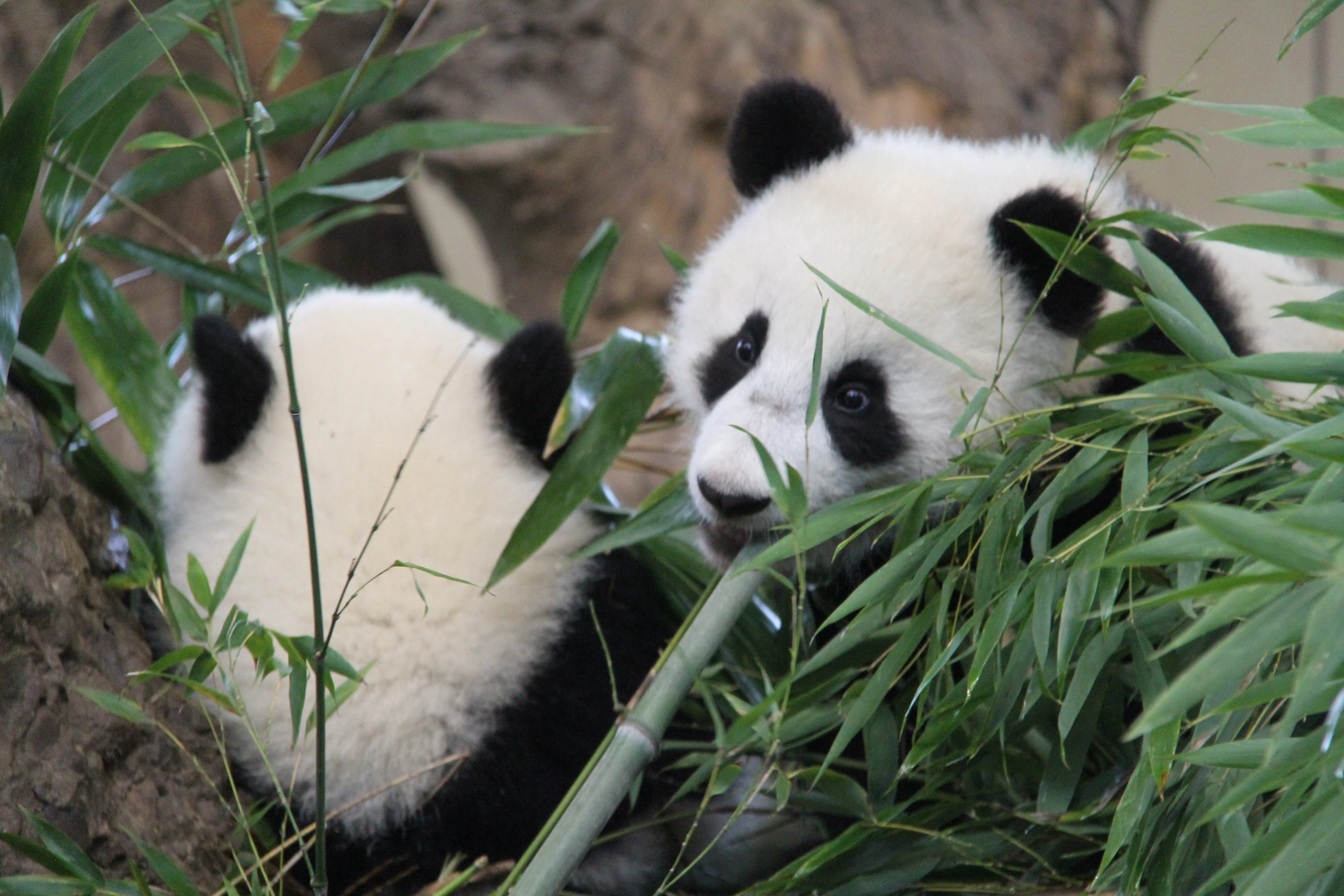Tiergarten Schönbrunn
