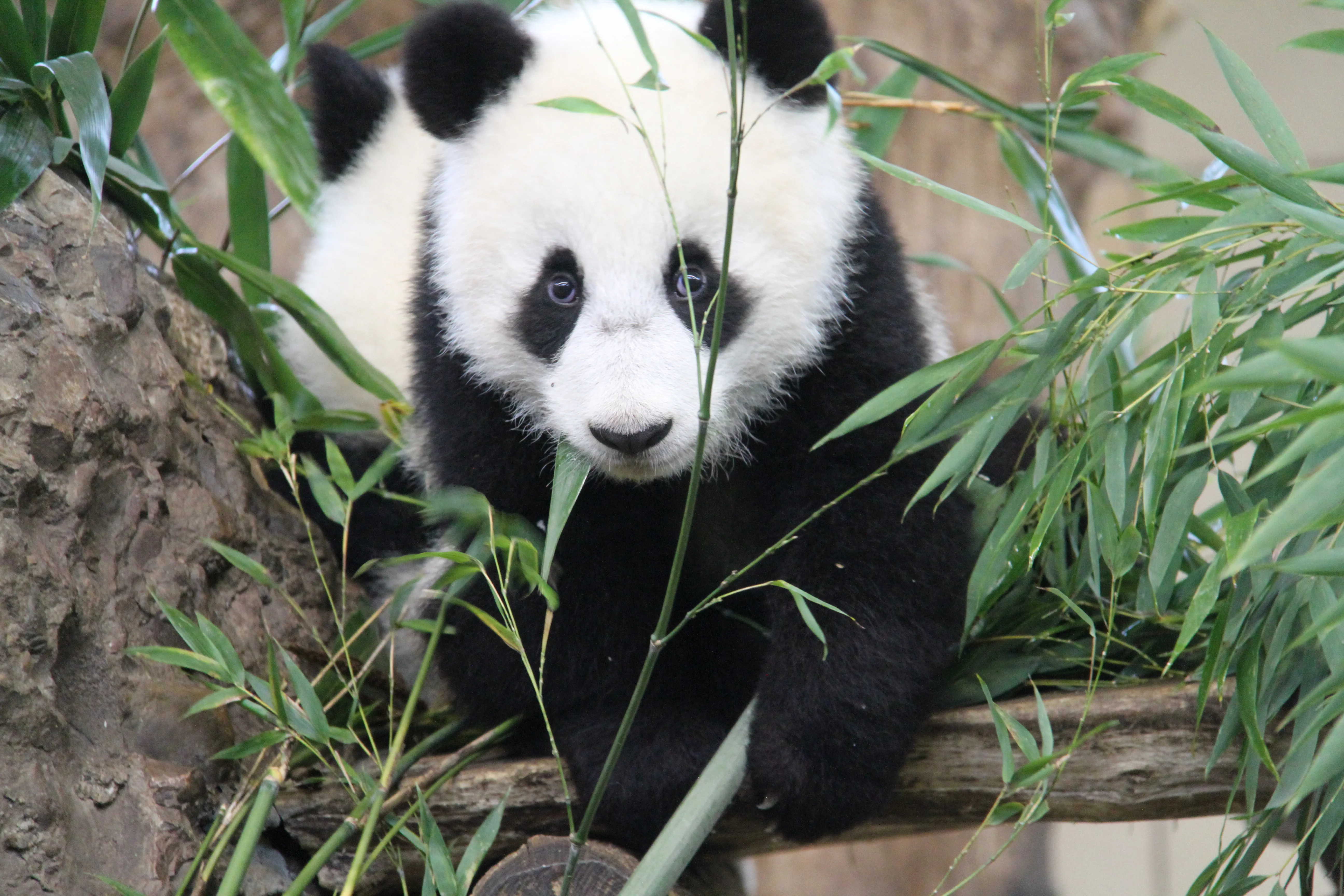 Tiergarten Schönbrunn