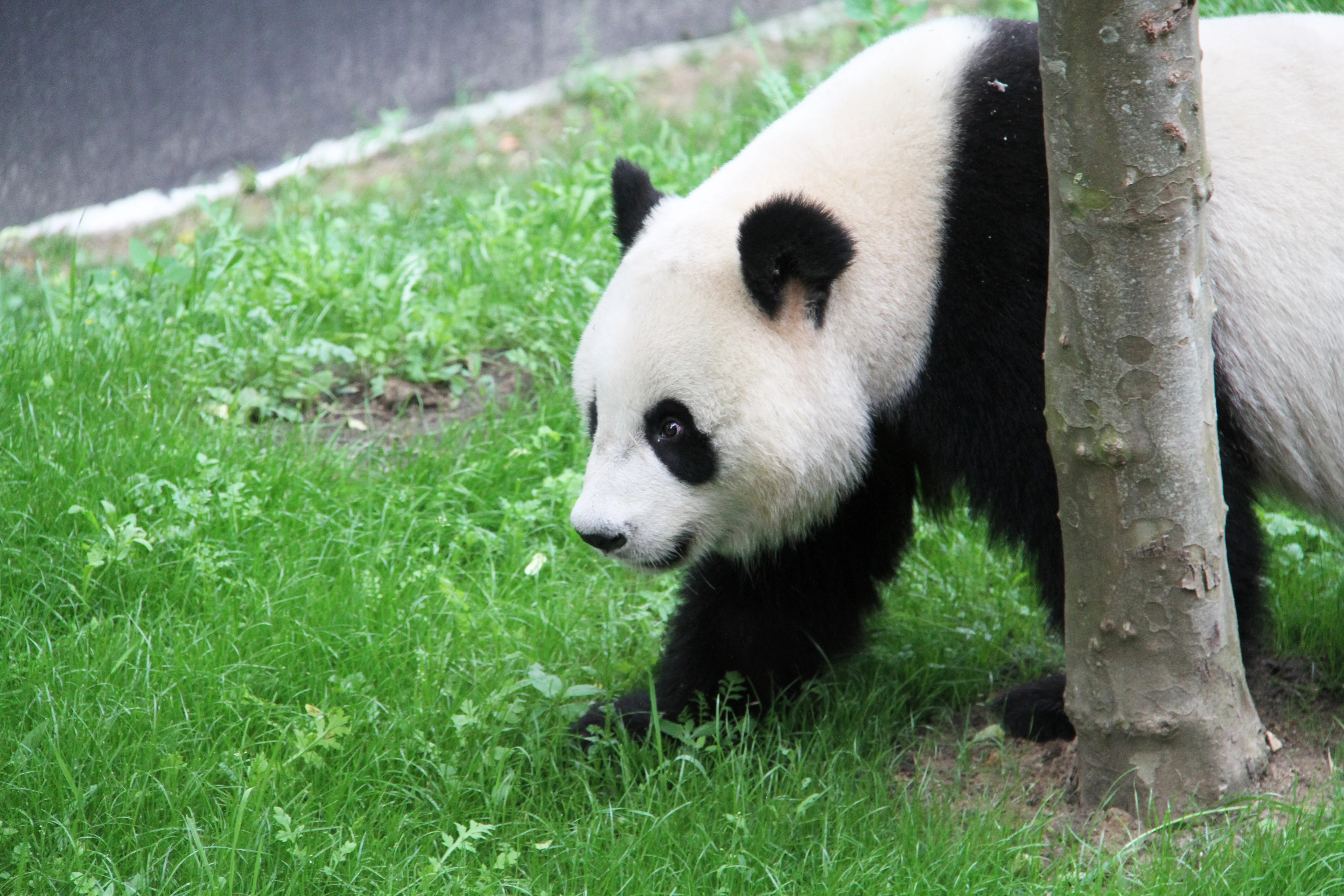 Ouwehands Dierenpark Rhenen