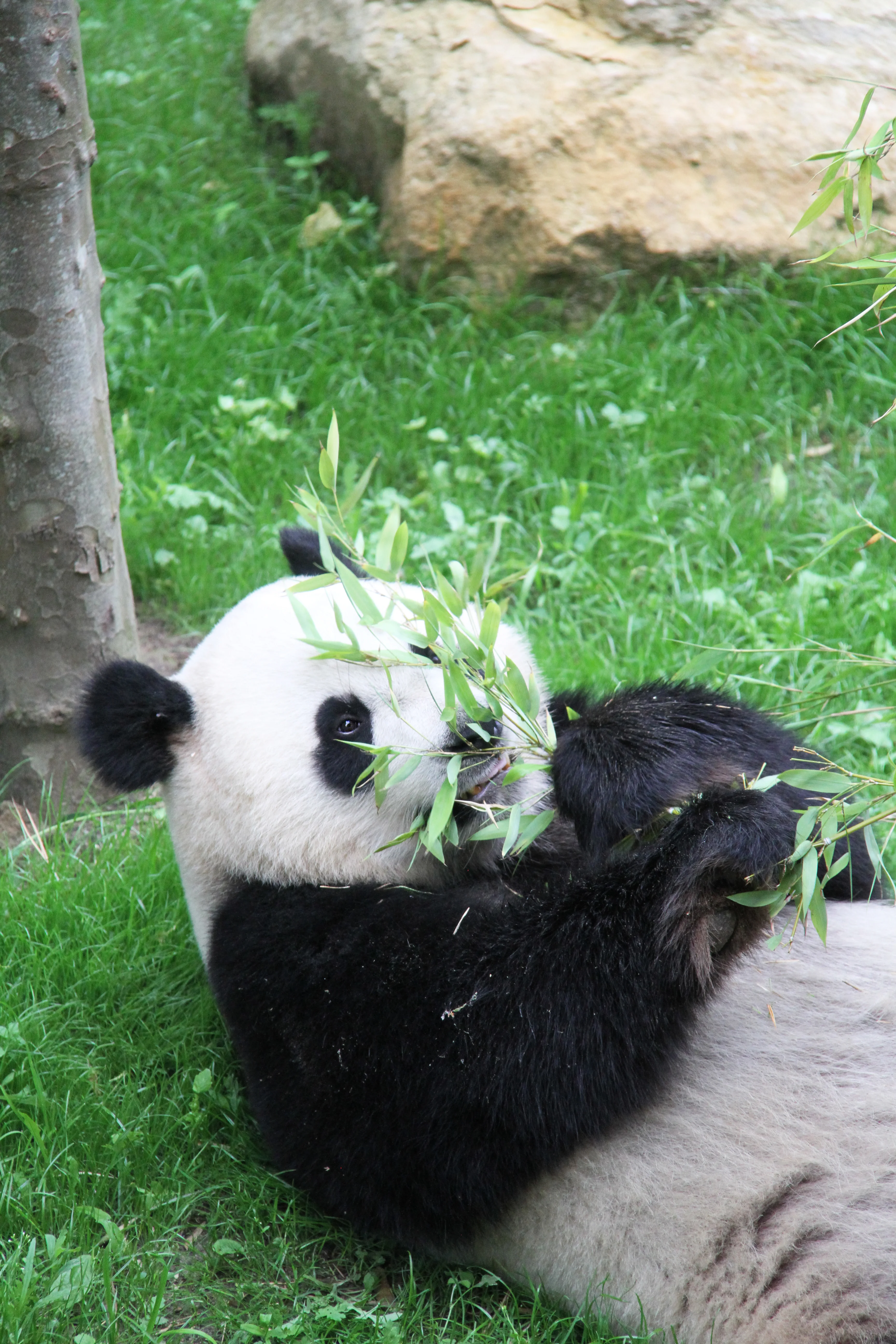 Ouwehands Dierenpark Rhenen