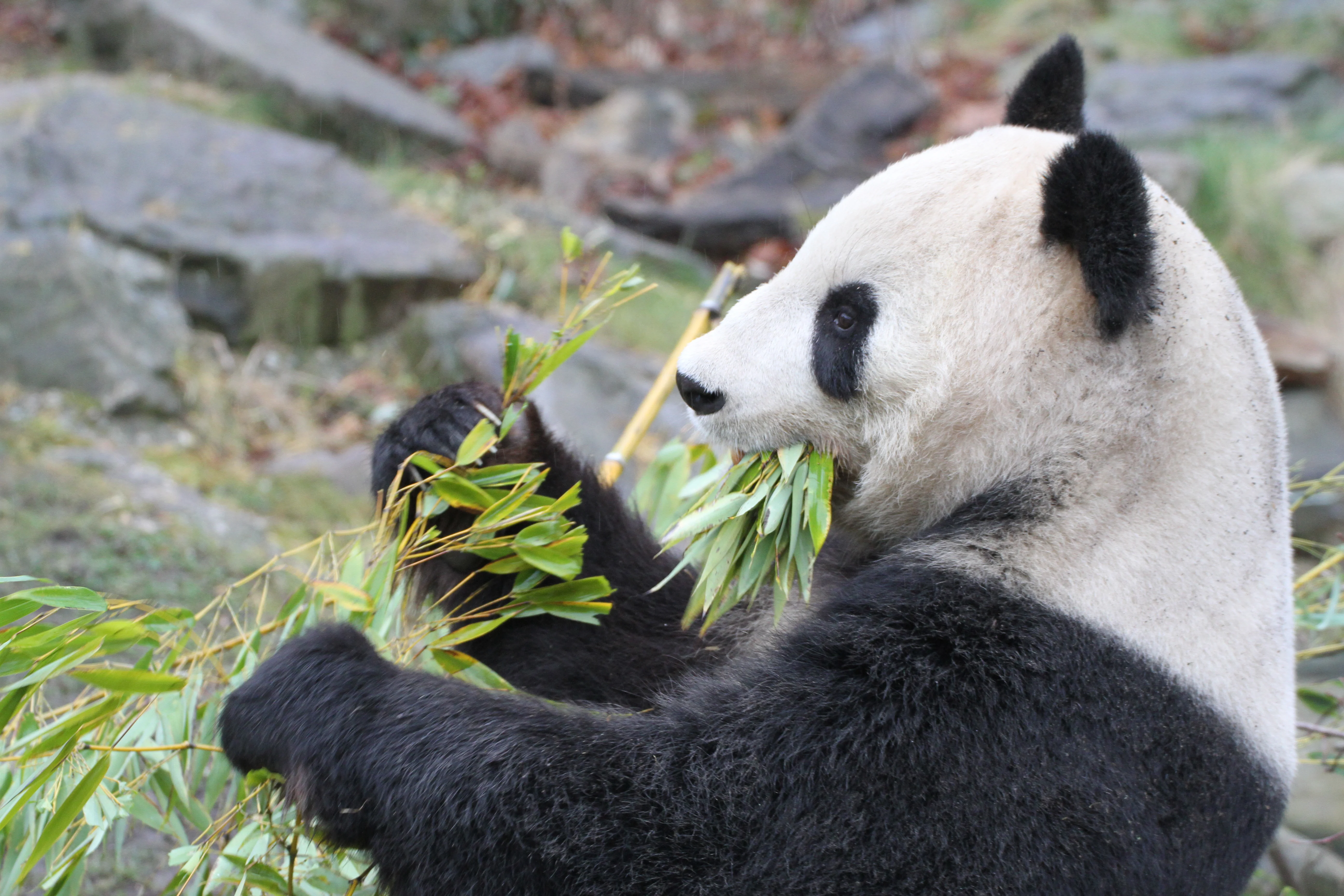Tiergarten Schönbrunn