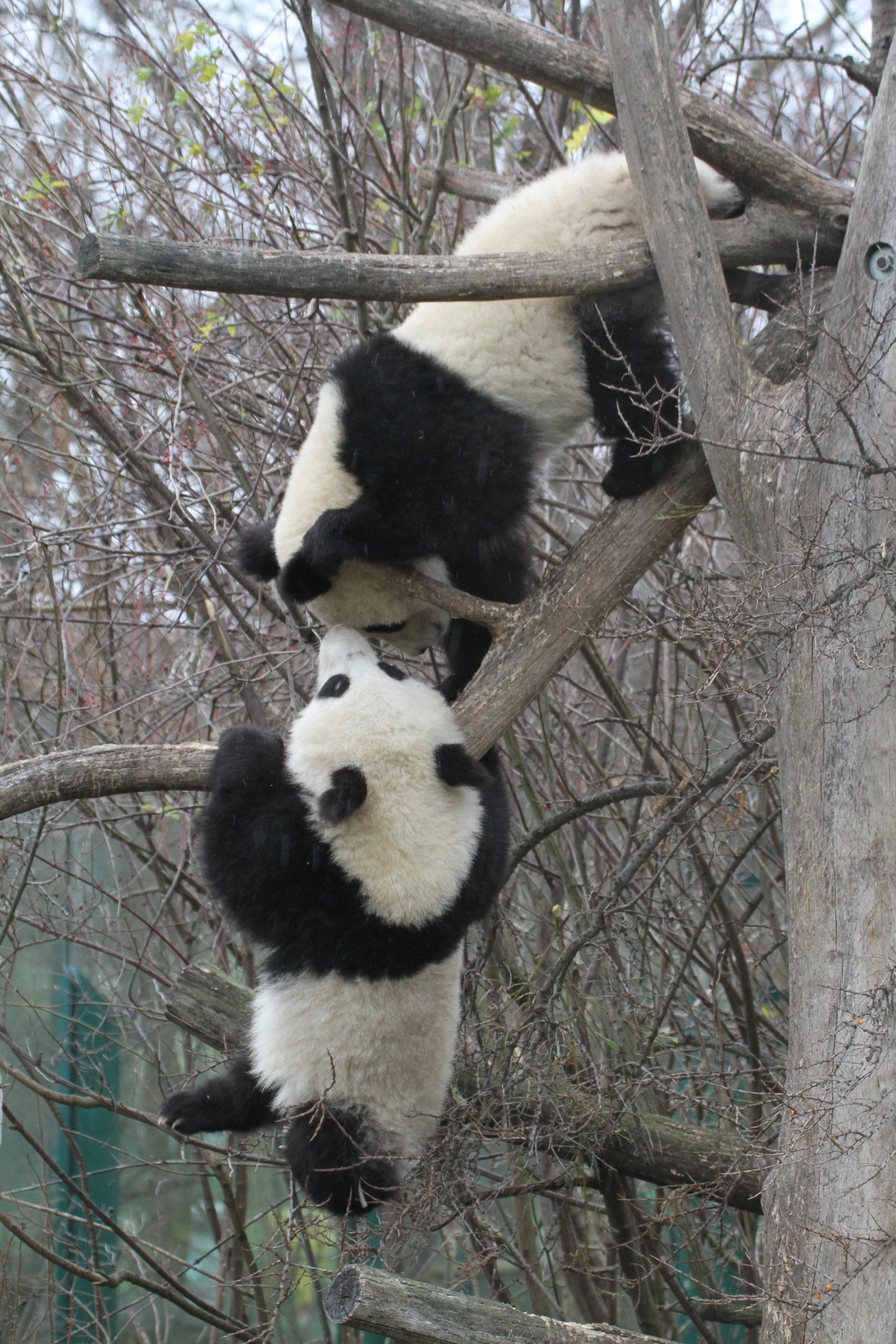 Tiergarten Schönbrunn