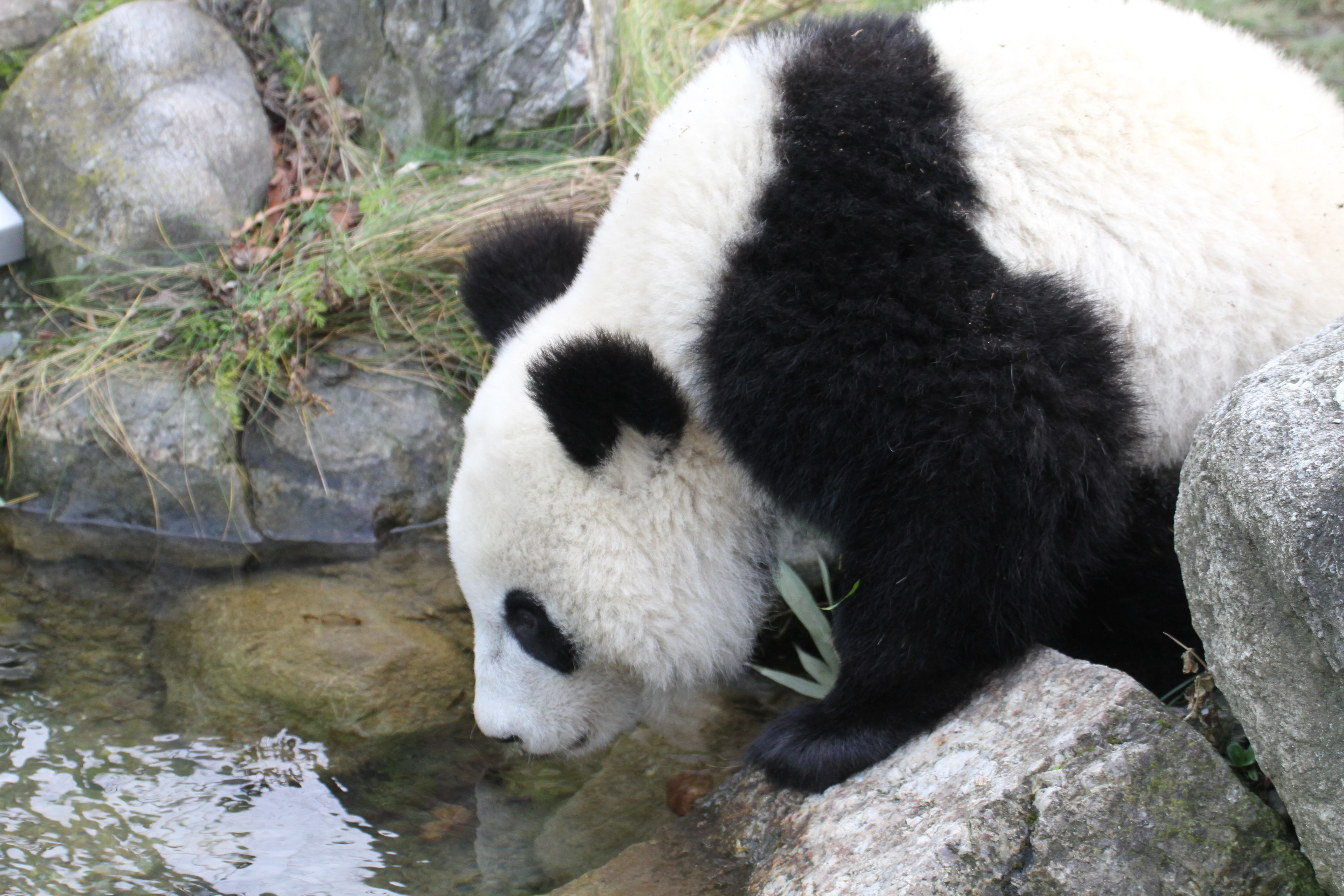 Tiergarten Schönbrunn