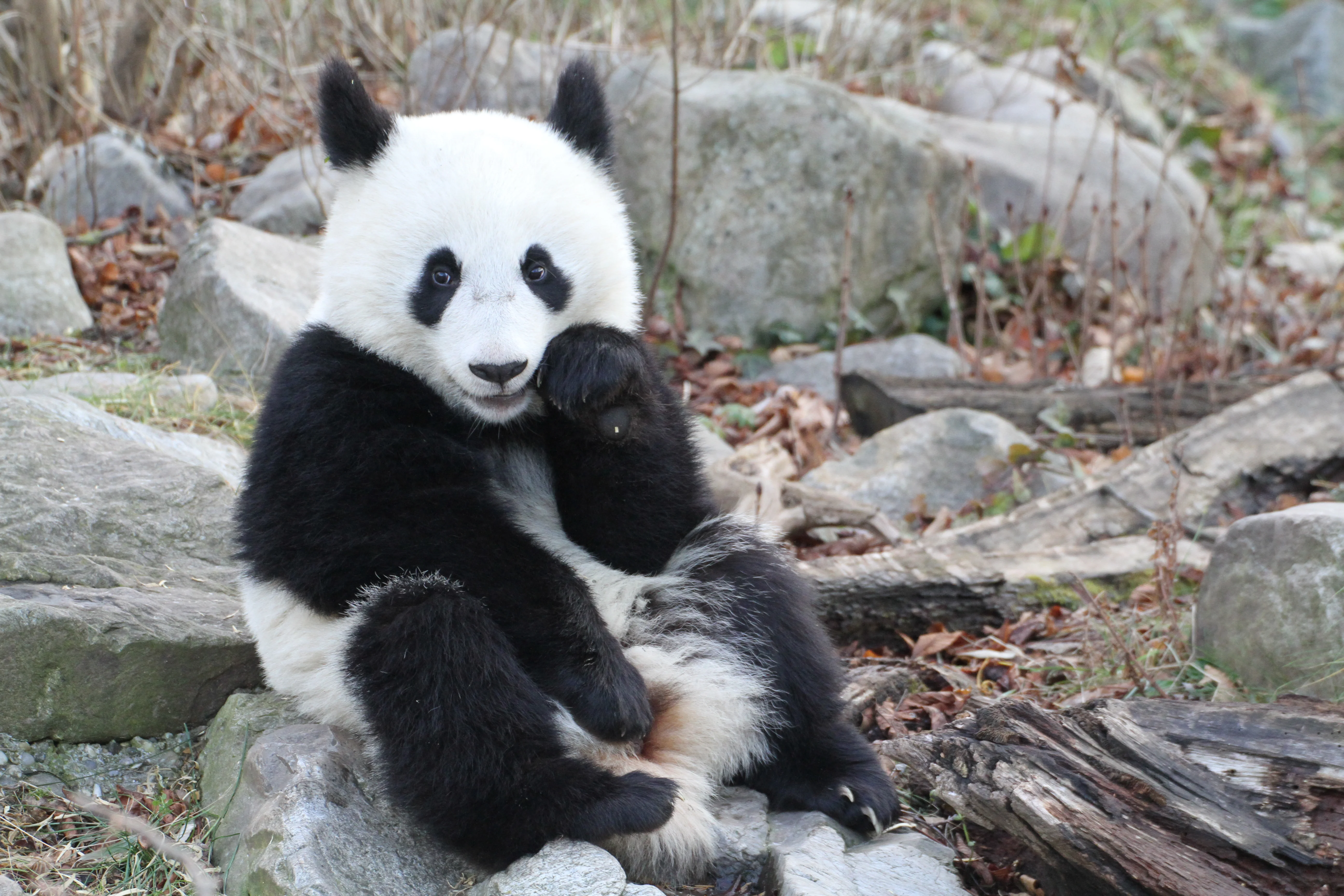 Tiergarten Schönbrunn