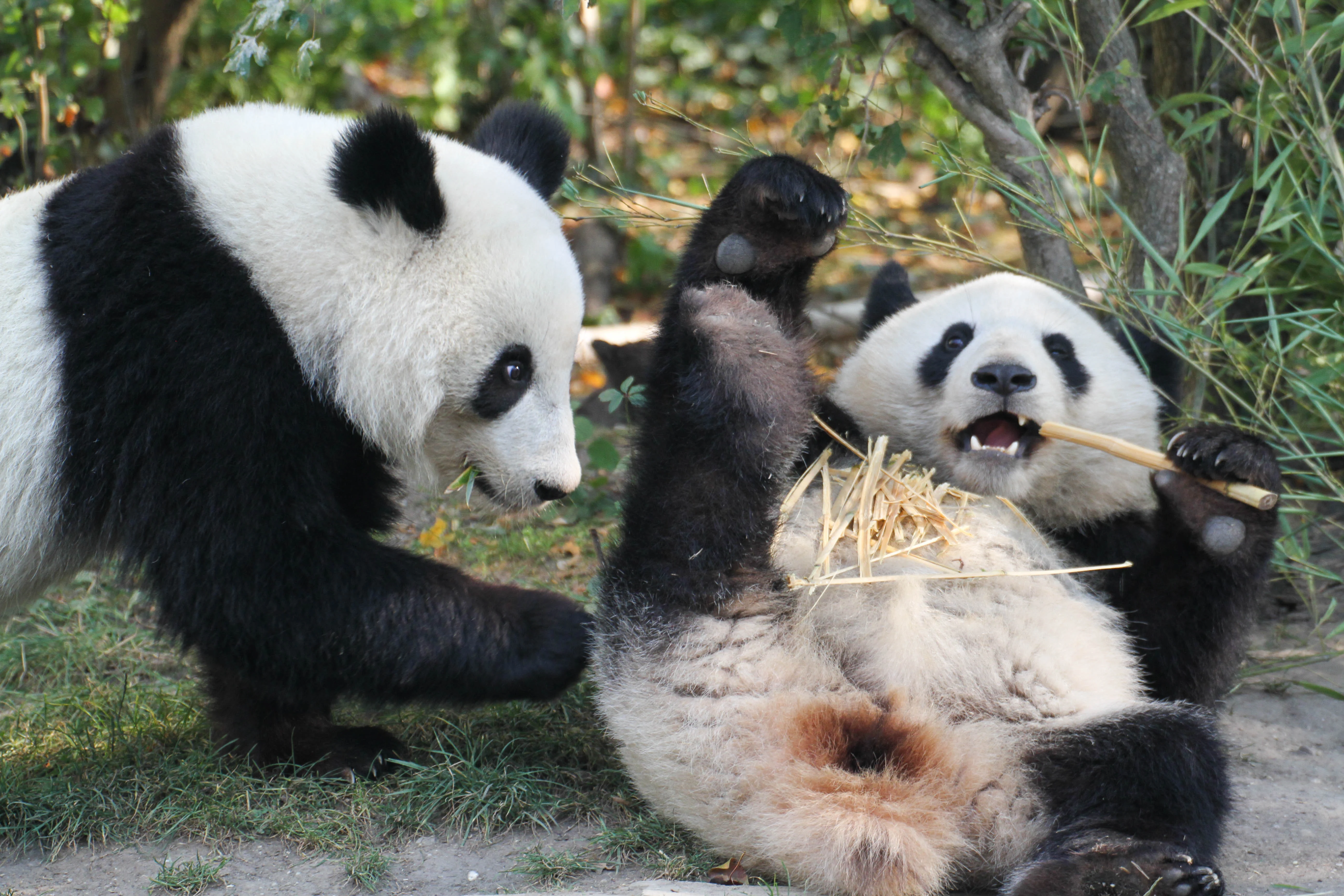 Tiergarten Schönbrunn