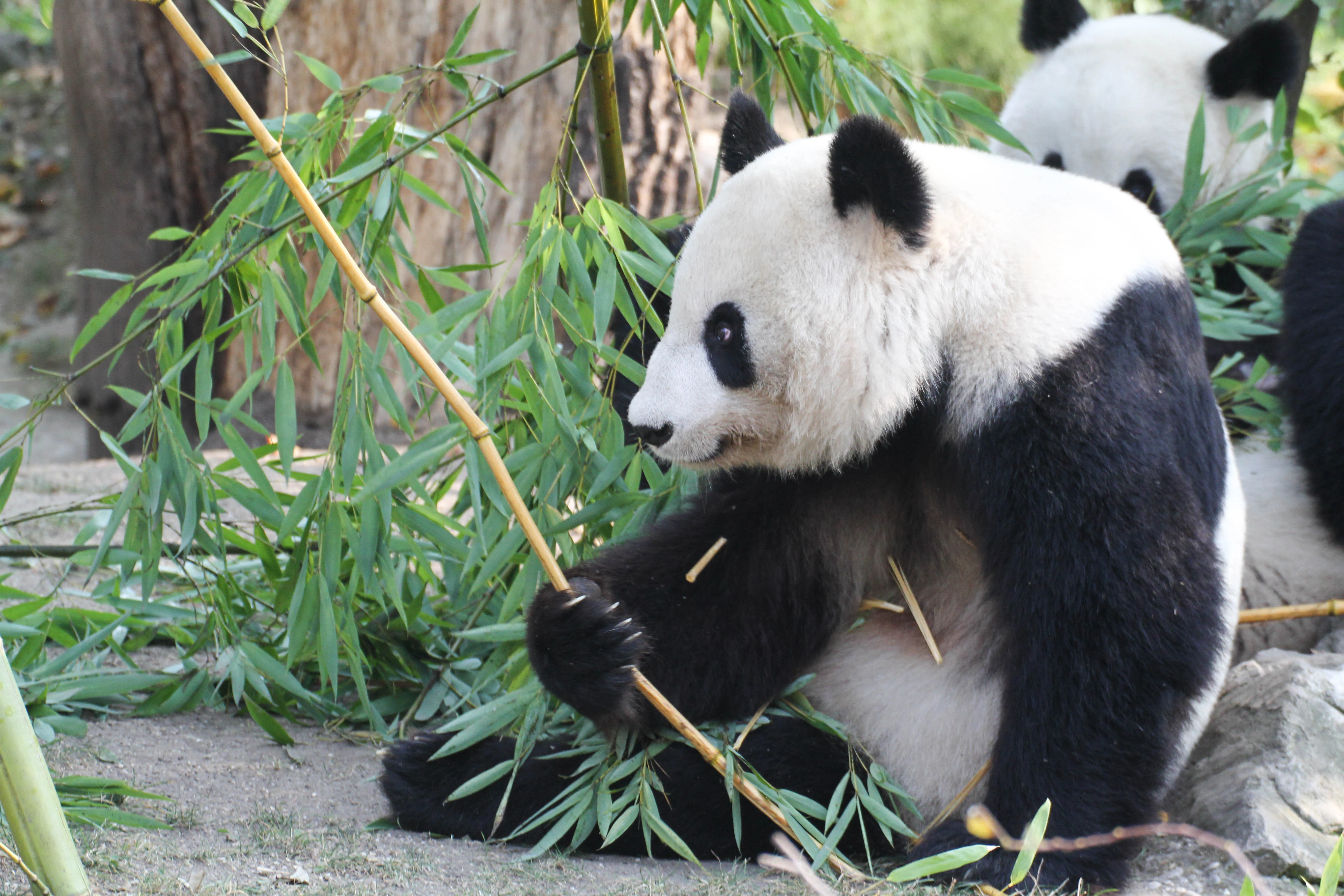 Tiergarten Schönbrunn