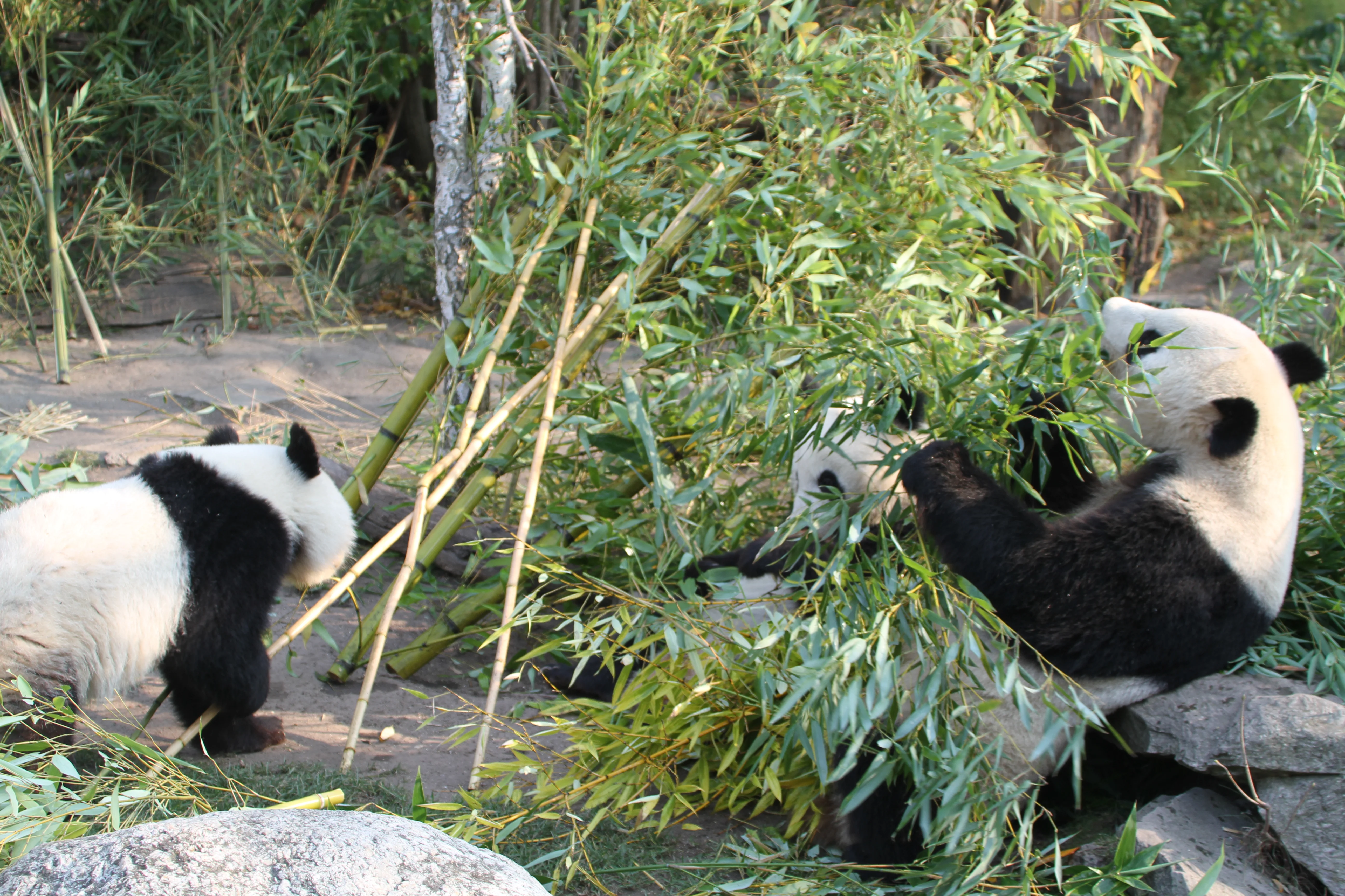 Tiergarten Schönbrunn