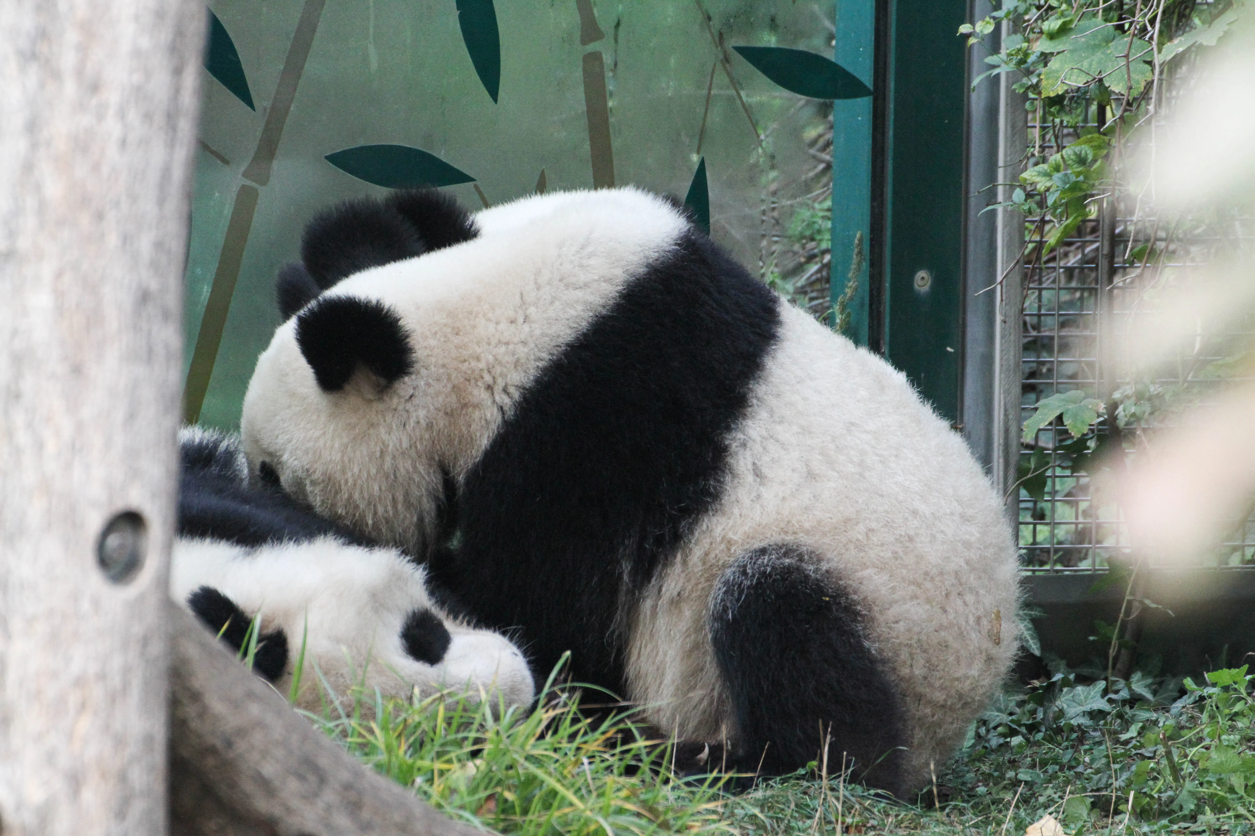 Tiergarten Schönbrunn