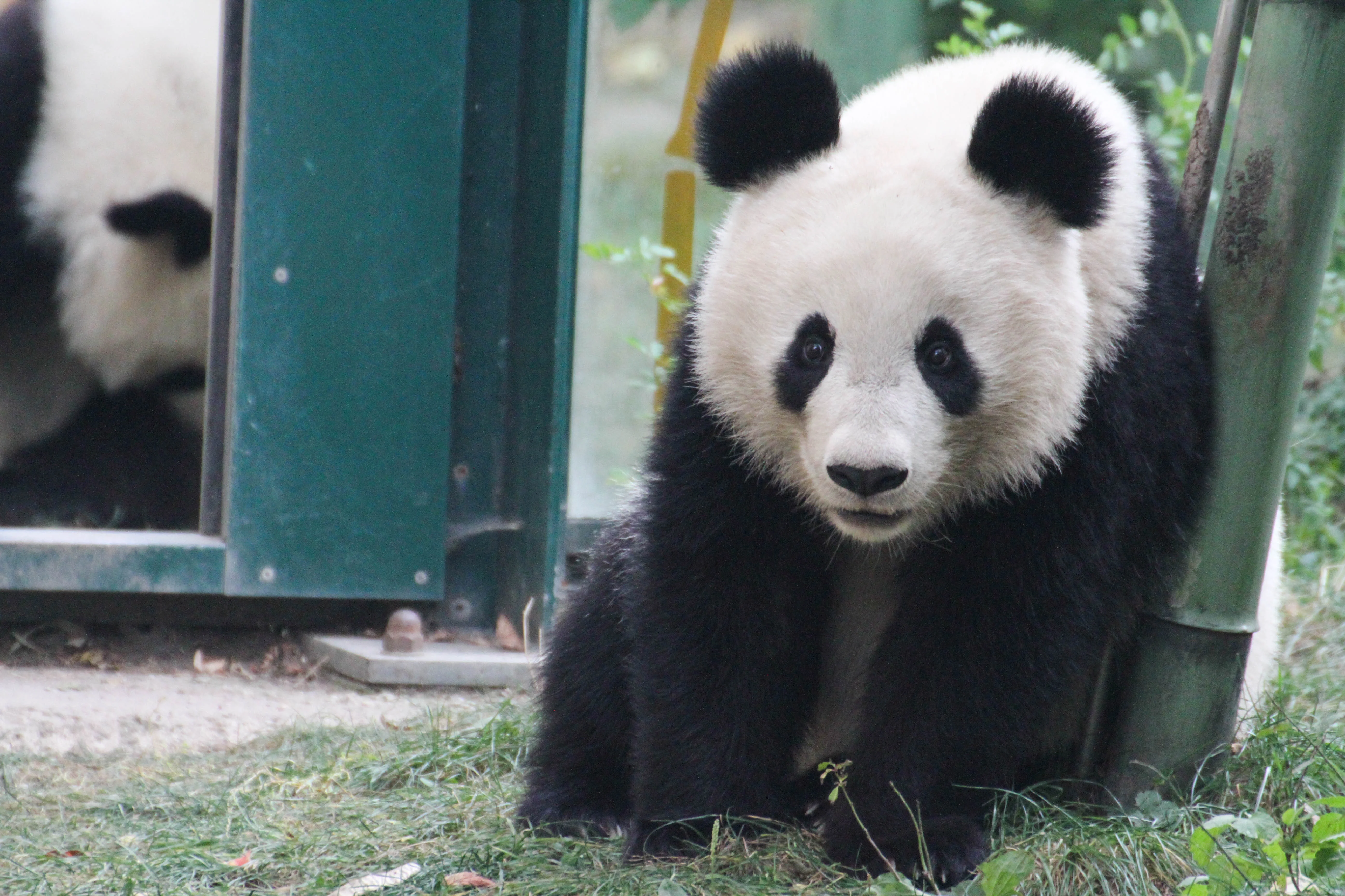 Tiergarten Schönbrunn