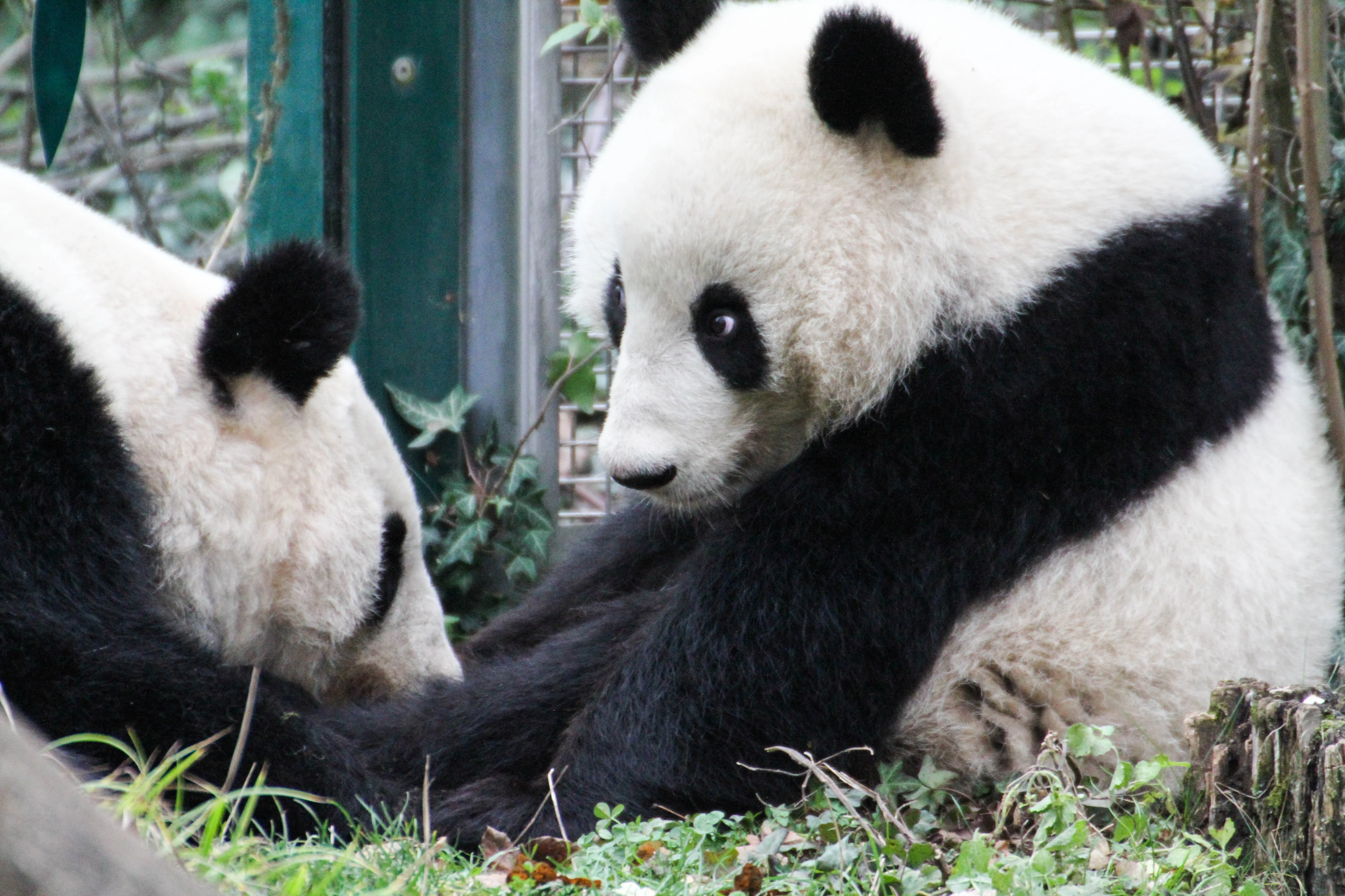 Tiergarten Schönbrunn