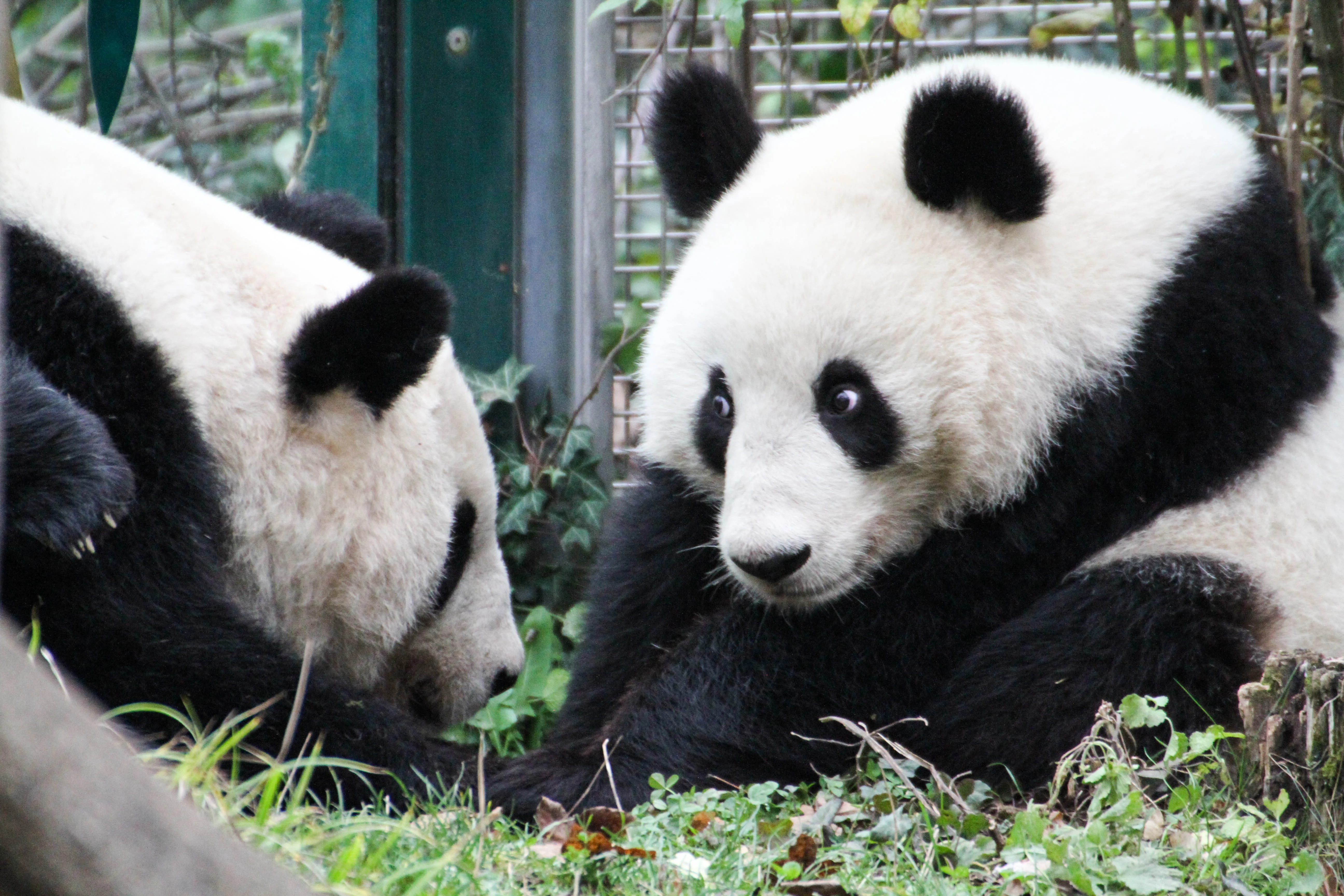 Tiergarten Schönbrunn