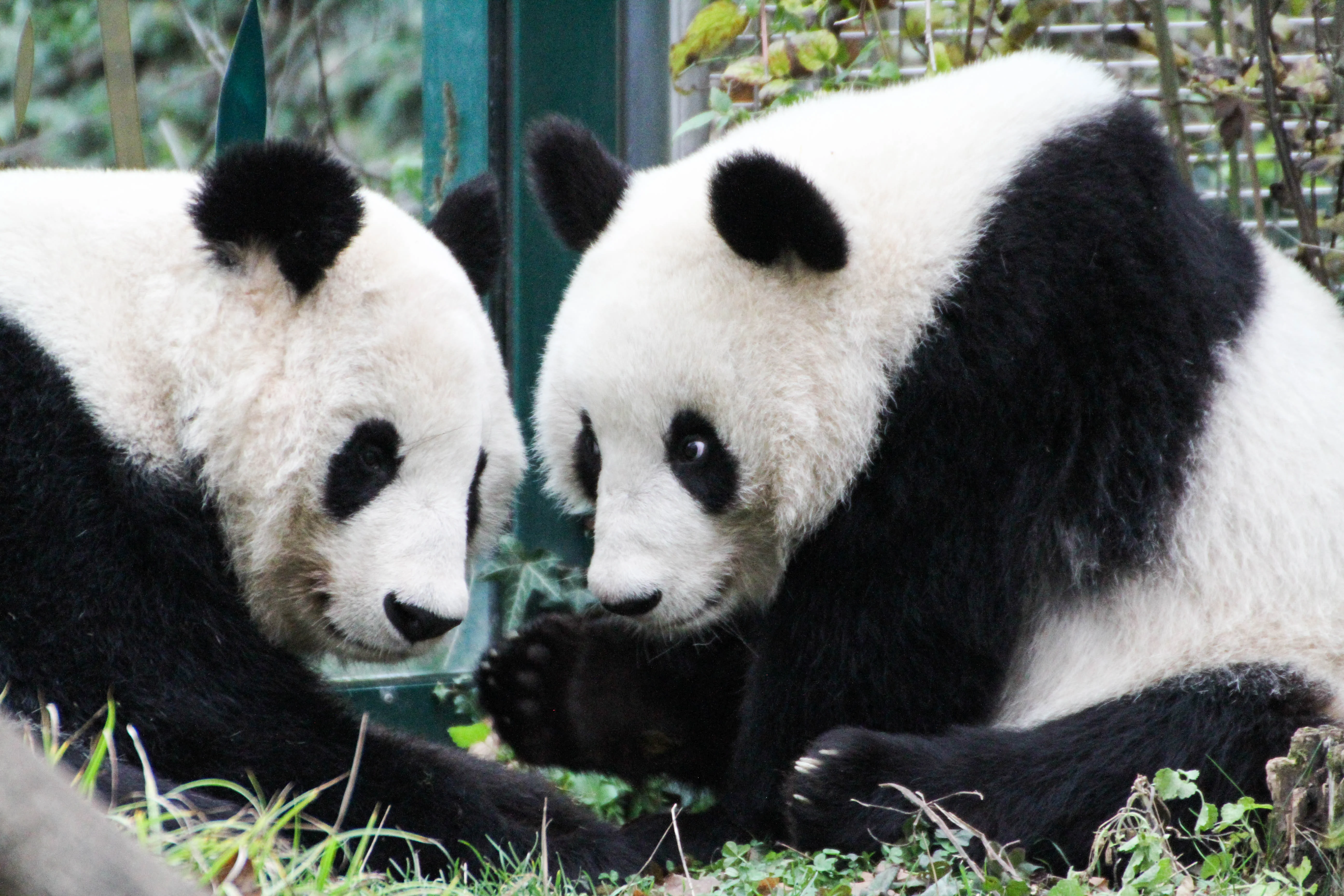 Tiergarten Schönbrunn
