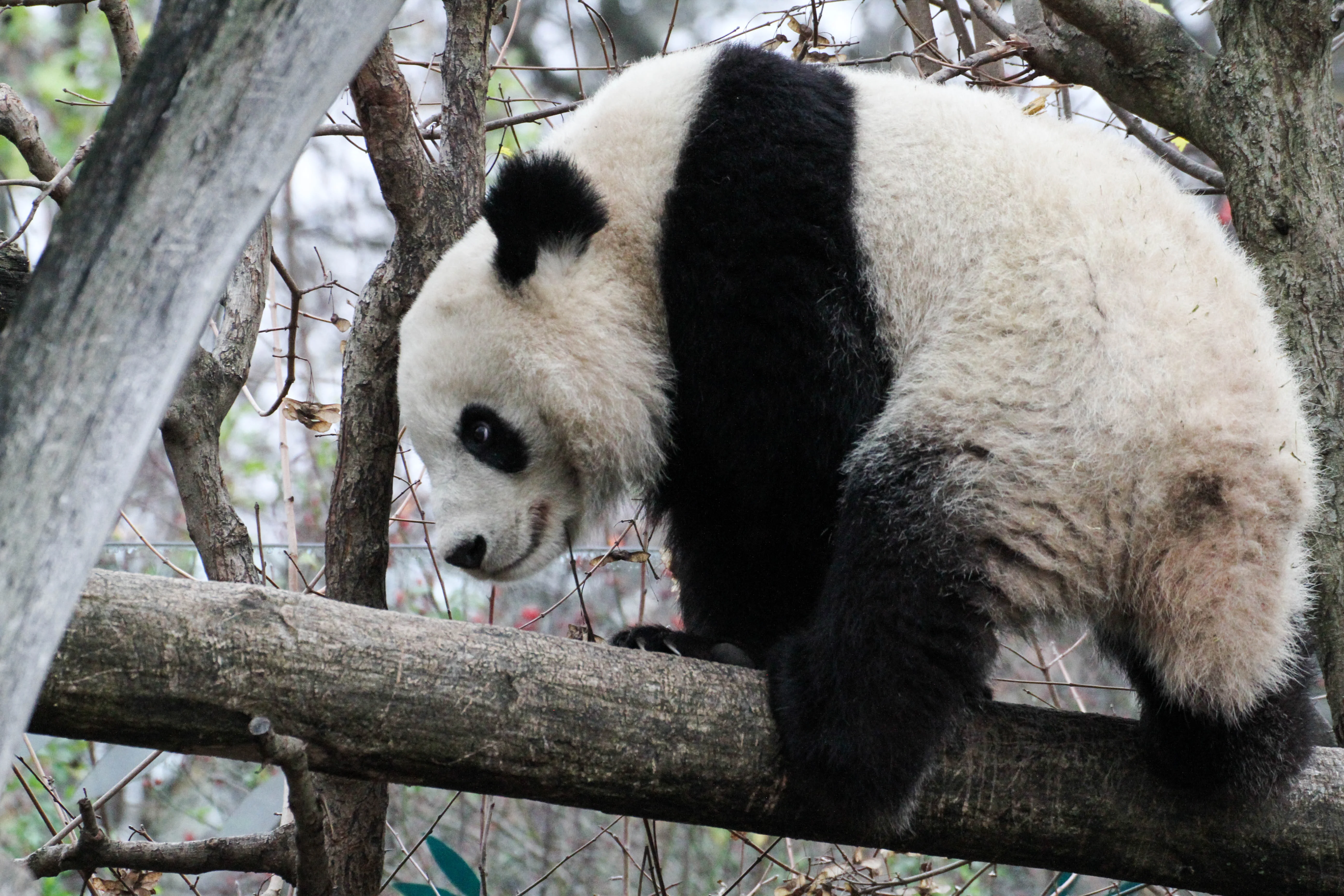Tiergarten Schönbrunn