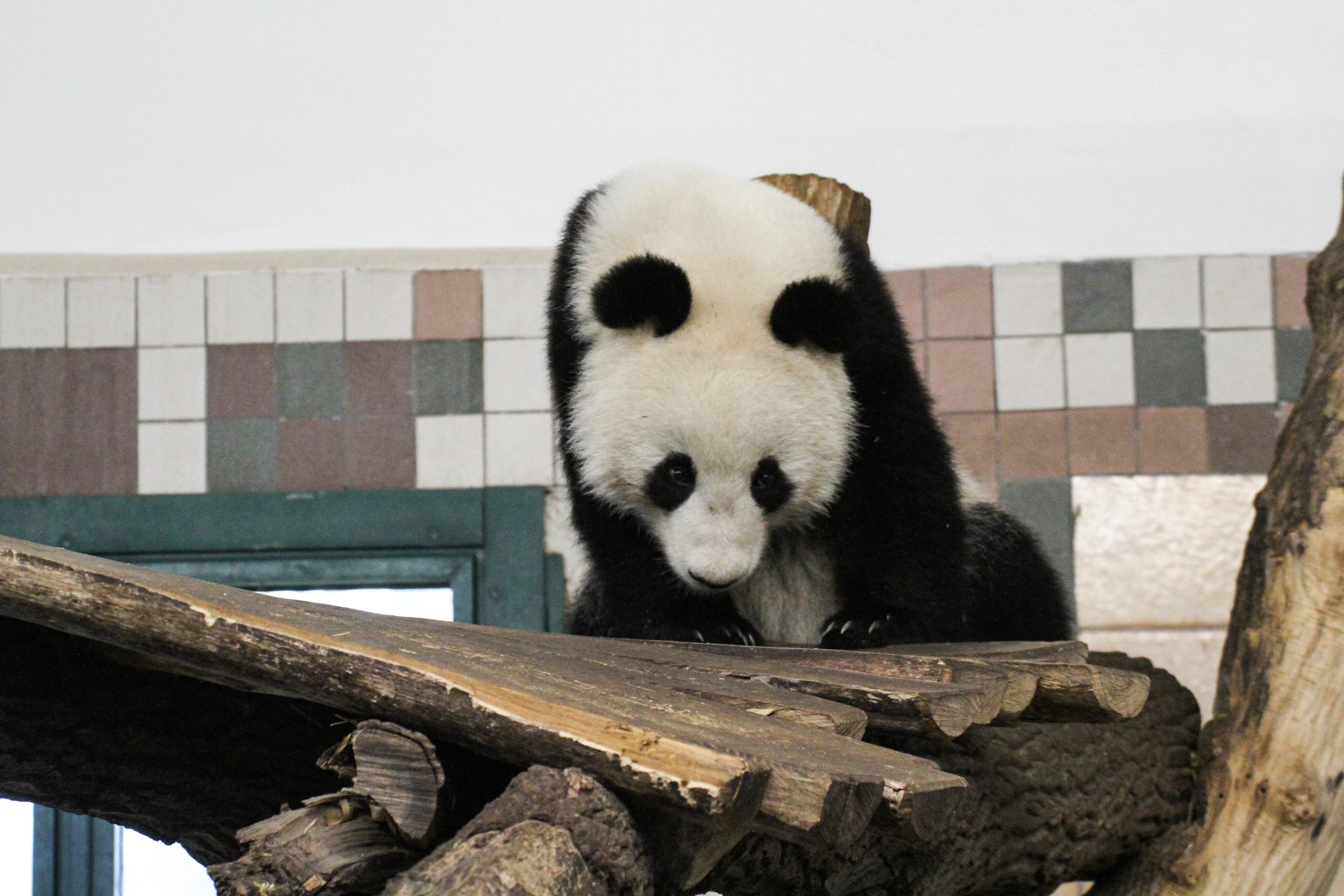 Tiergarten Schönbrunn