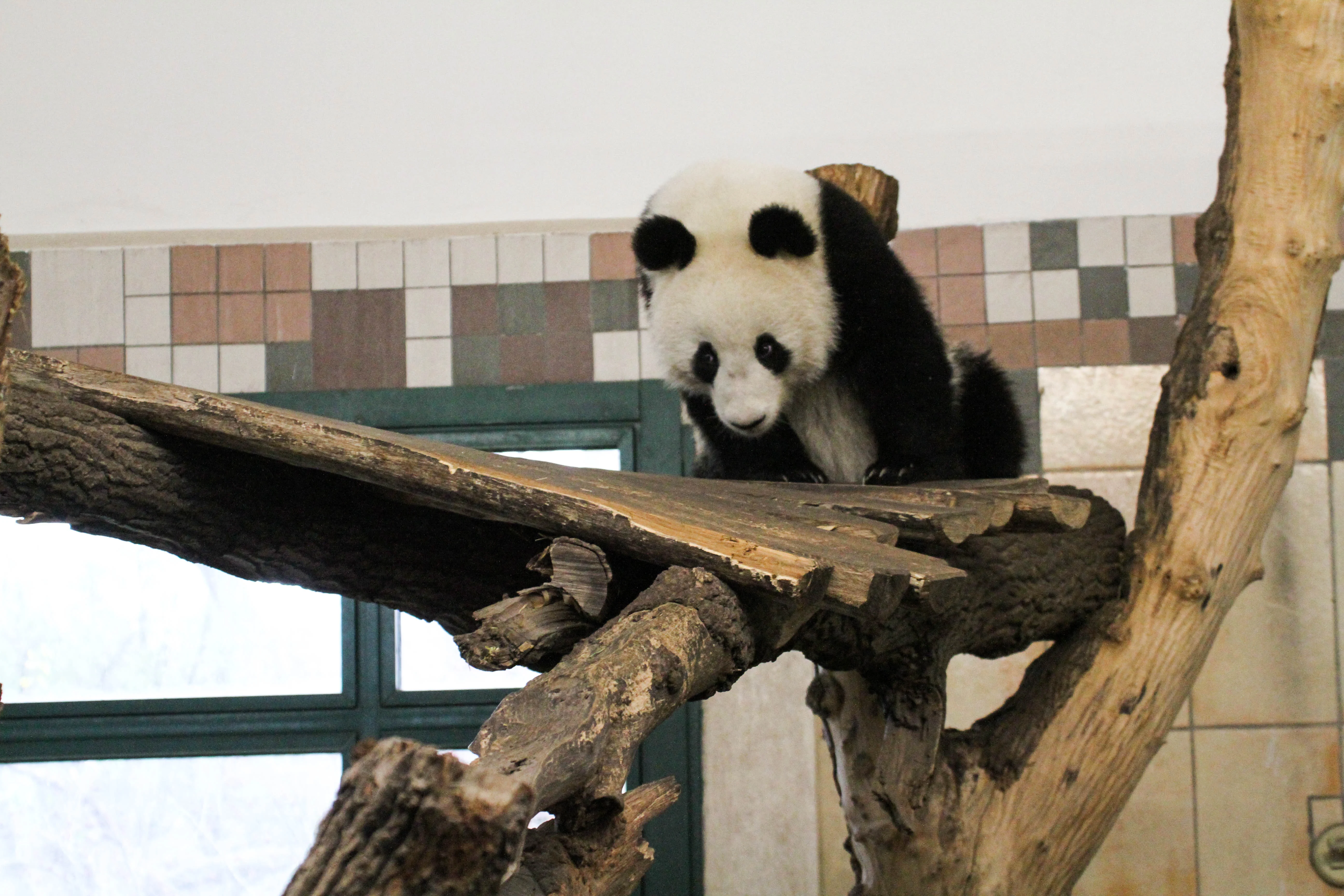Tiergarten Schönbrunn
