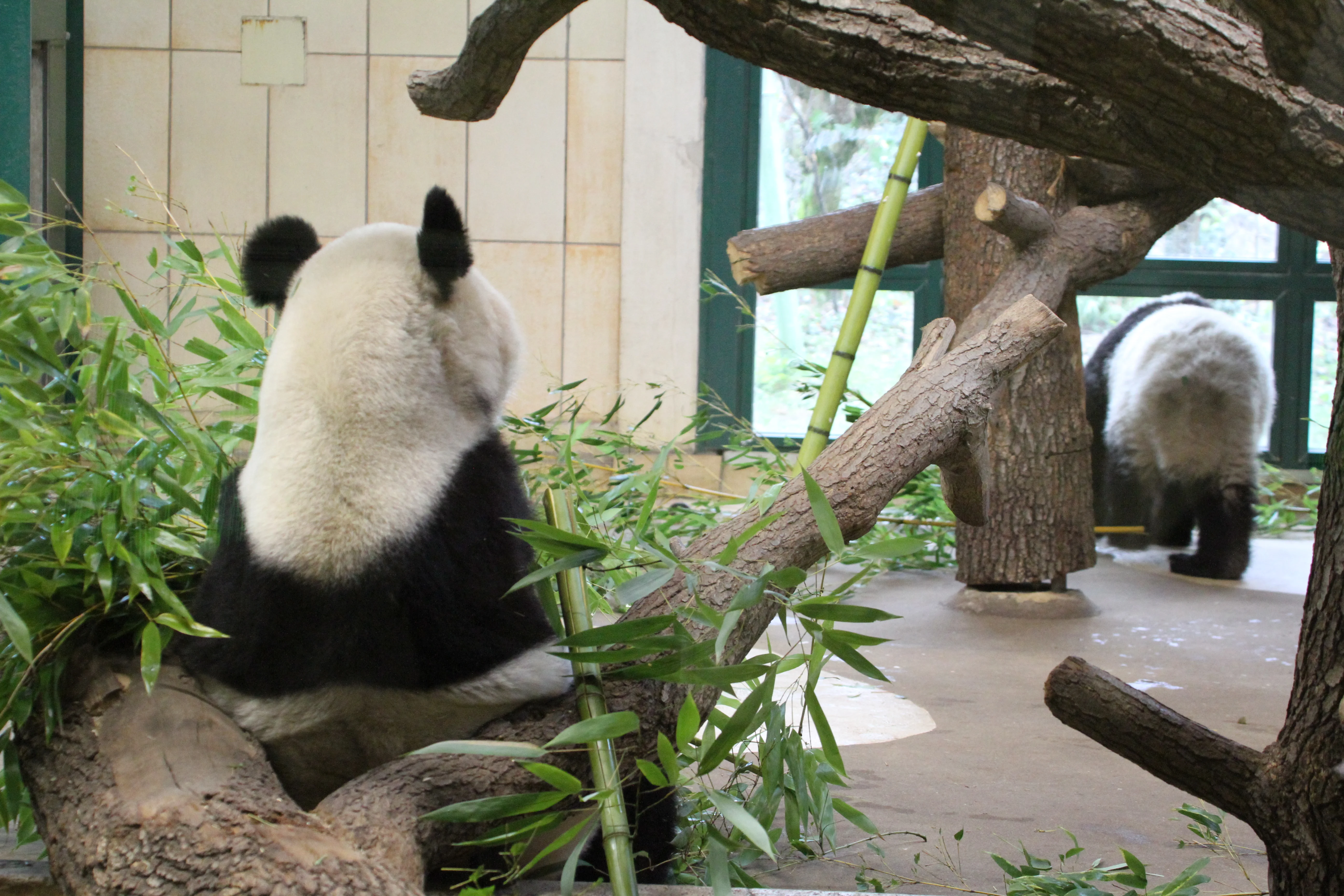Tiergarten Schönbrunn